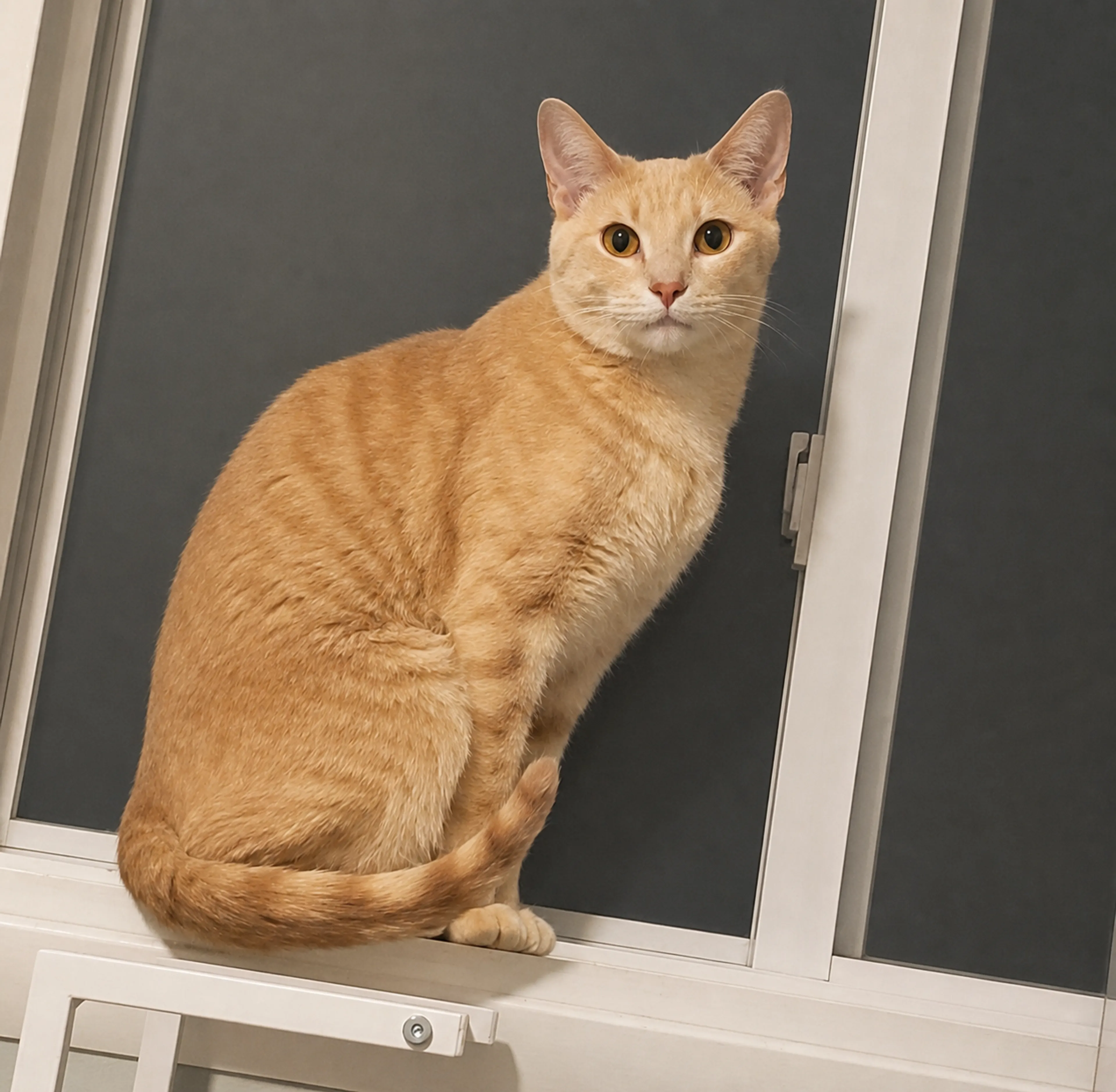 Found pet-3