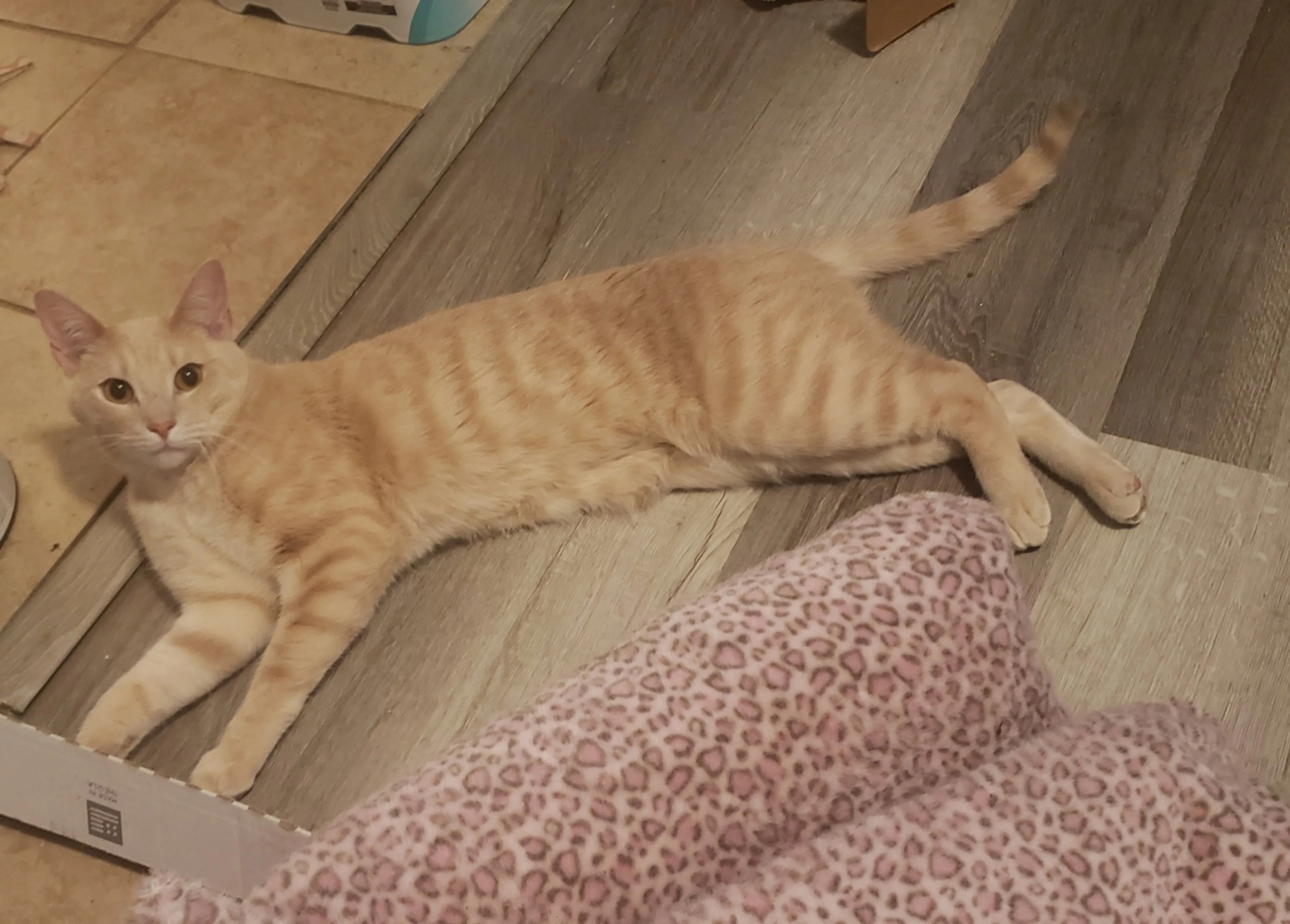Found pet-4