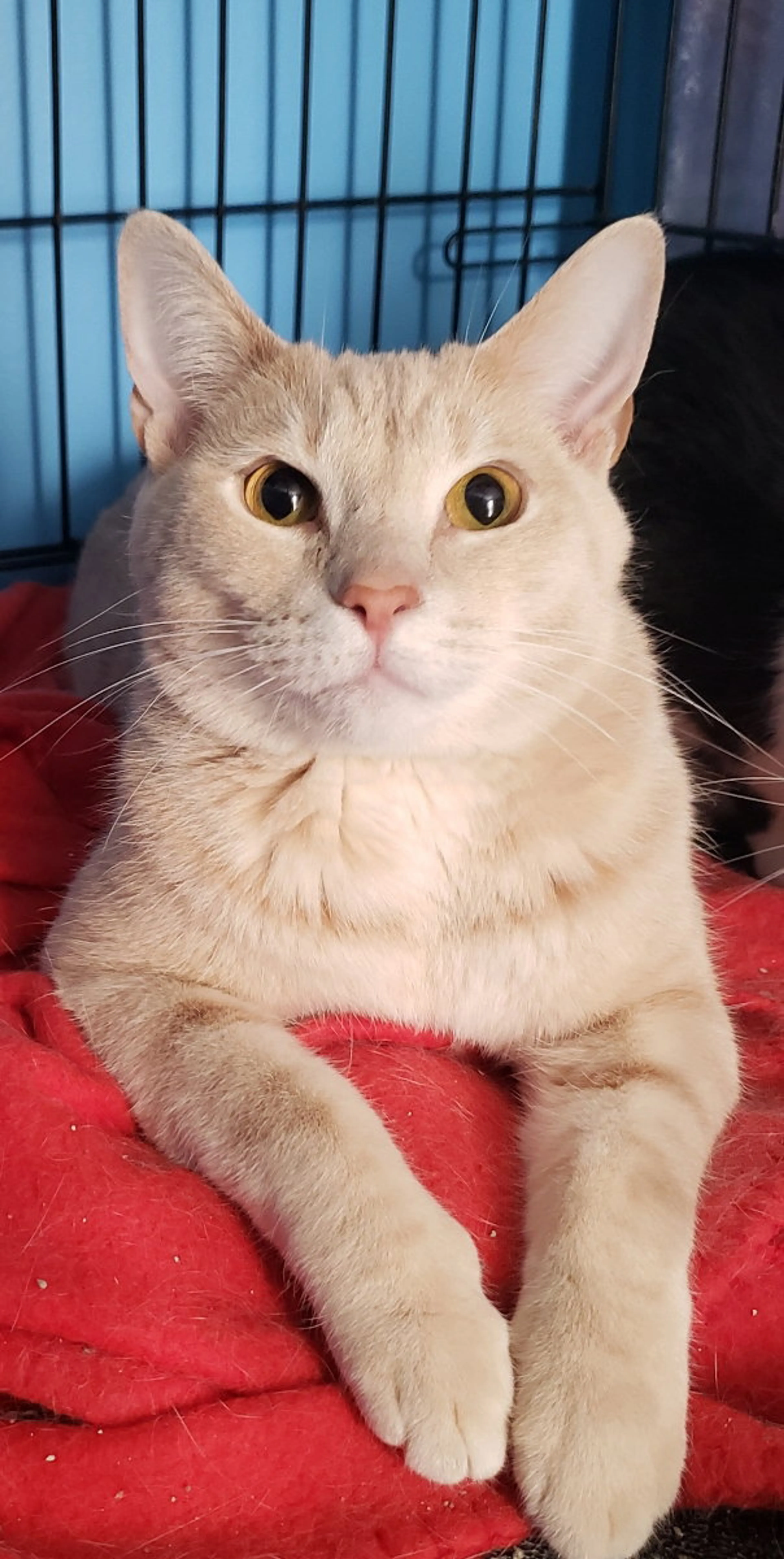 Found pet-0