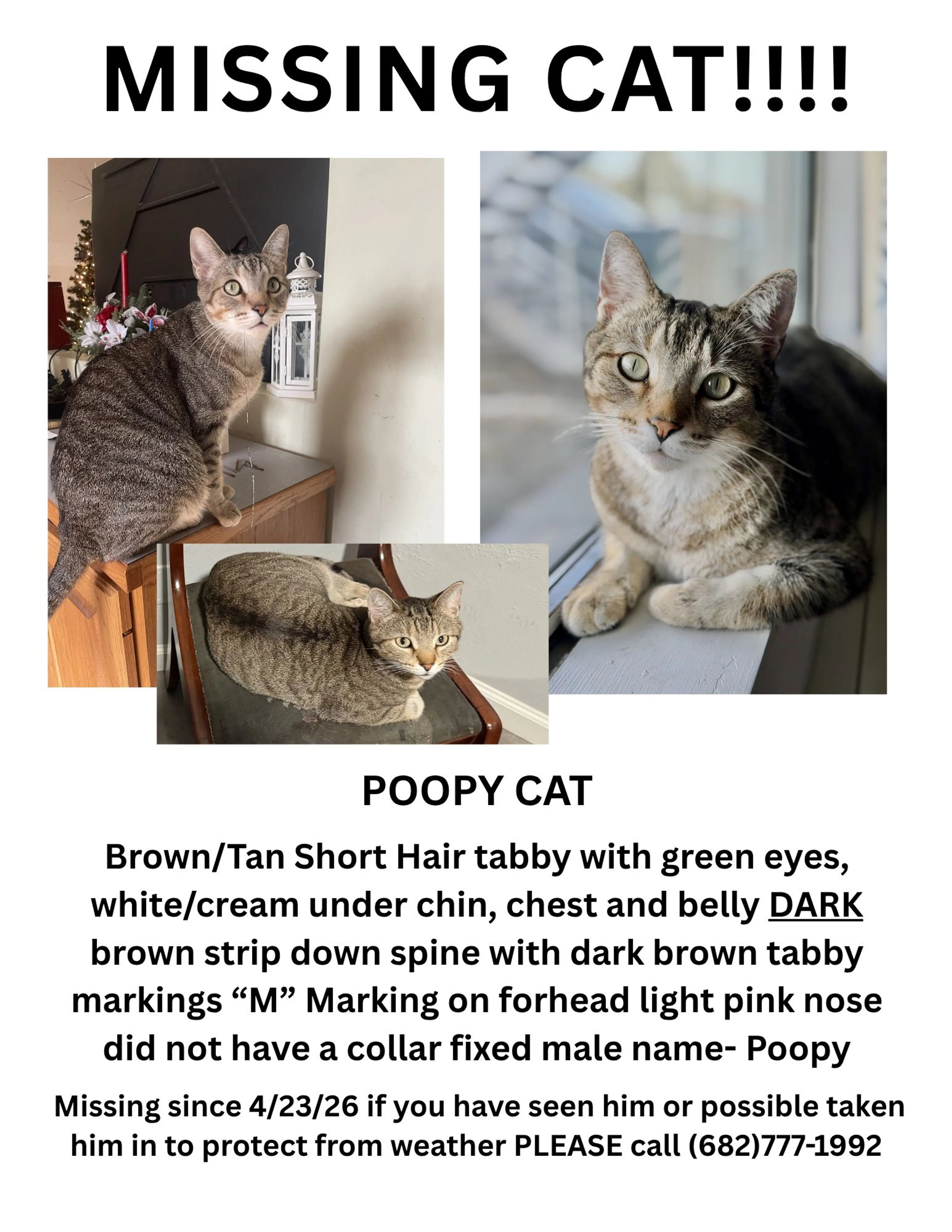 Lost pet