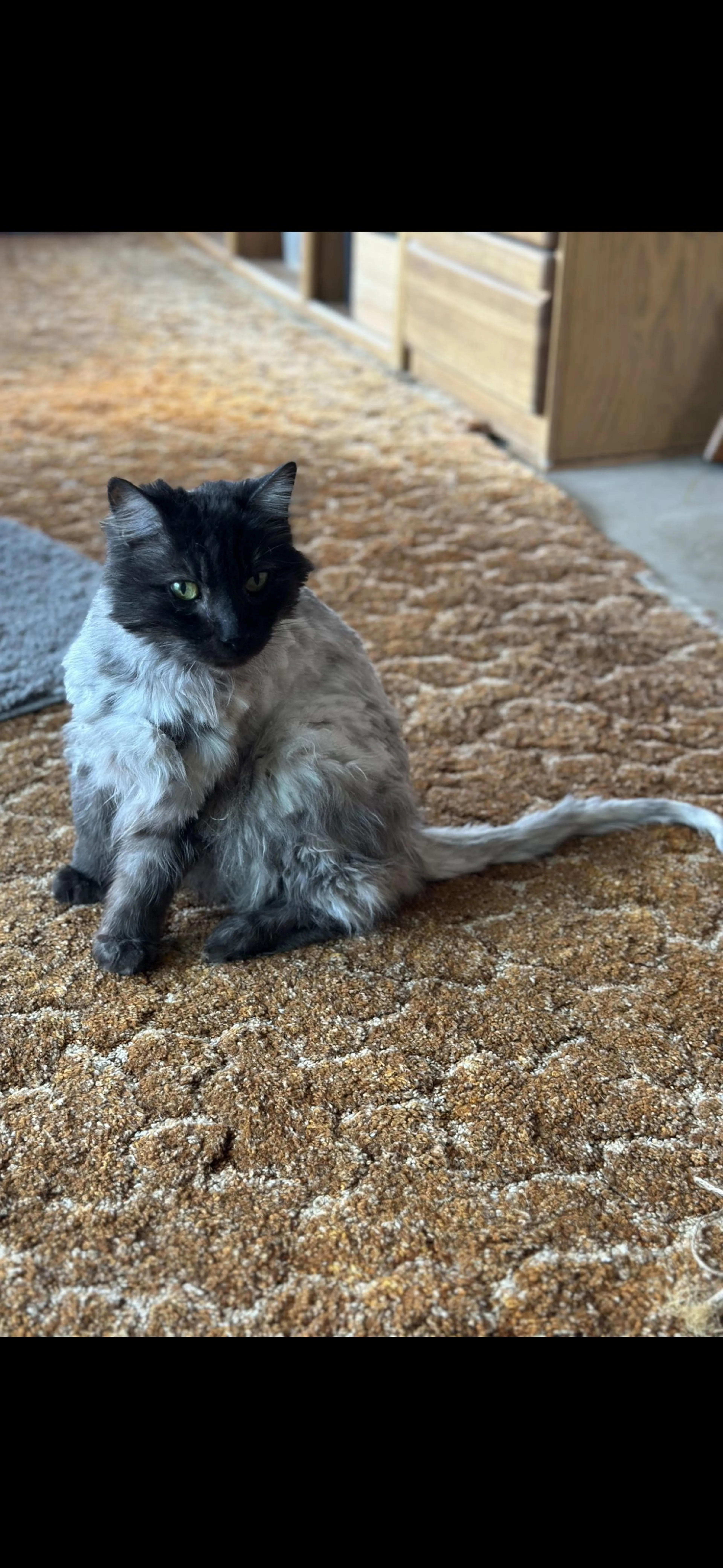 Lost pet-1