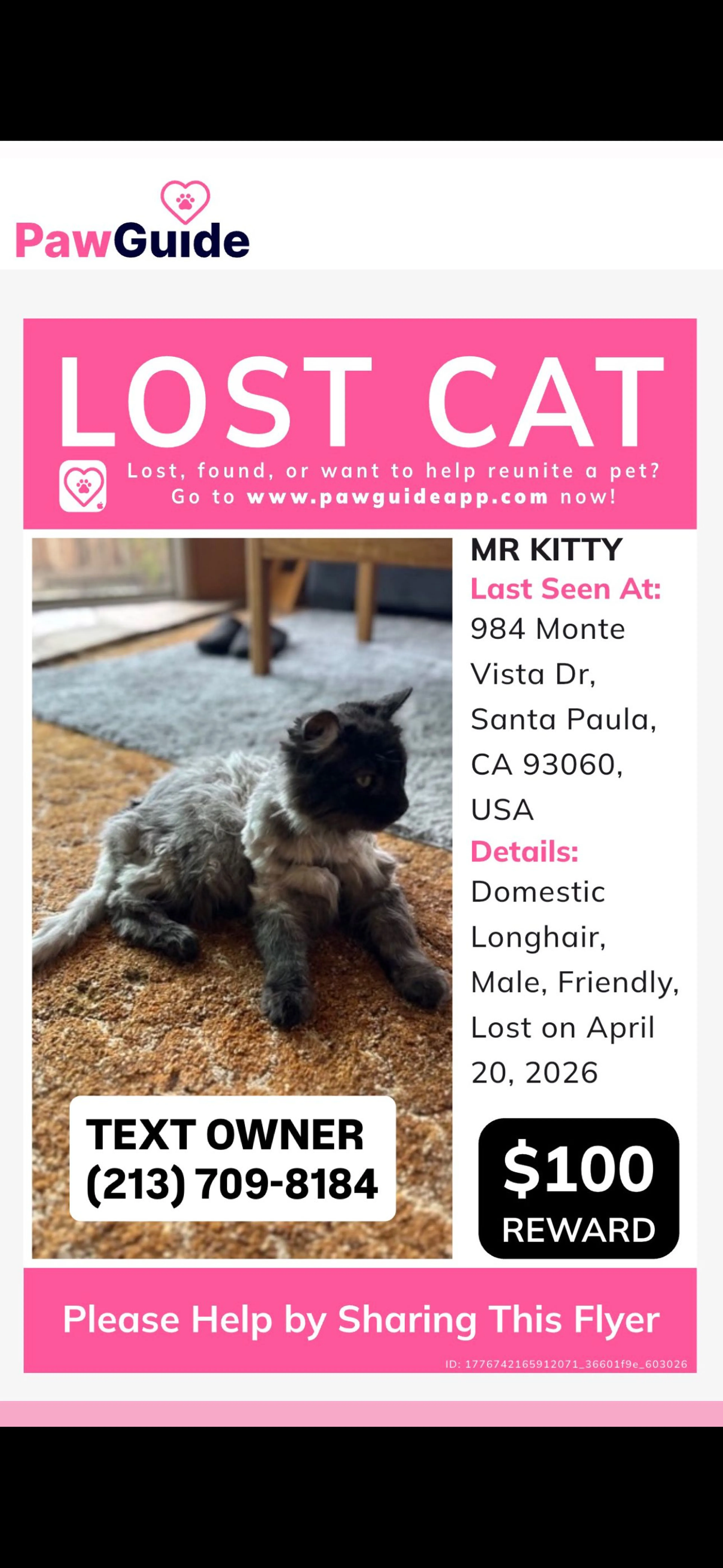 Lost pet-3