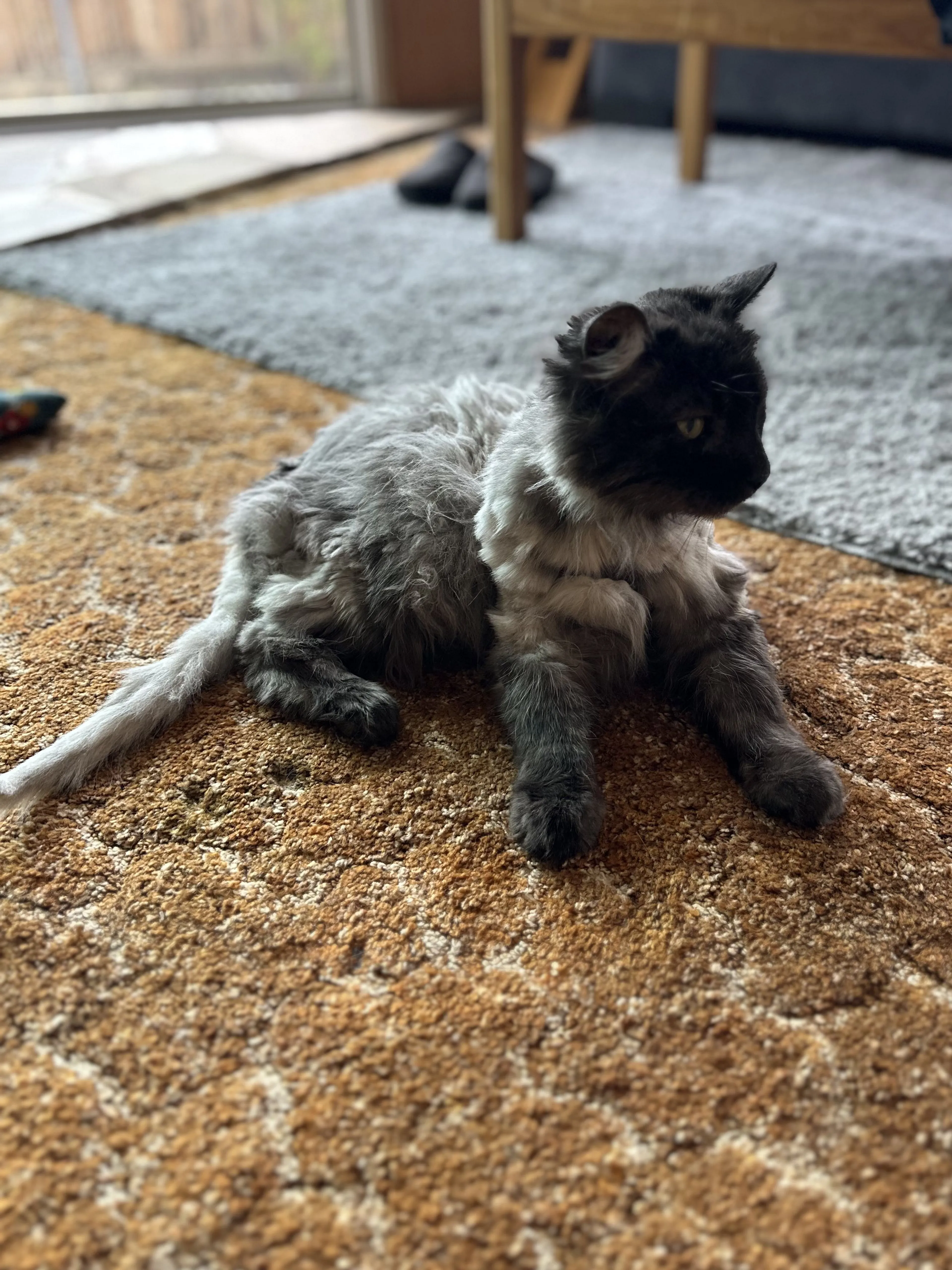 Lost pet-0