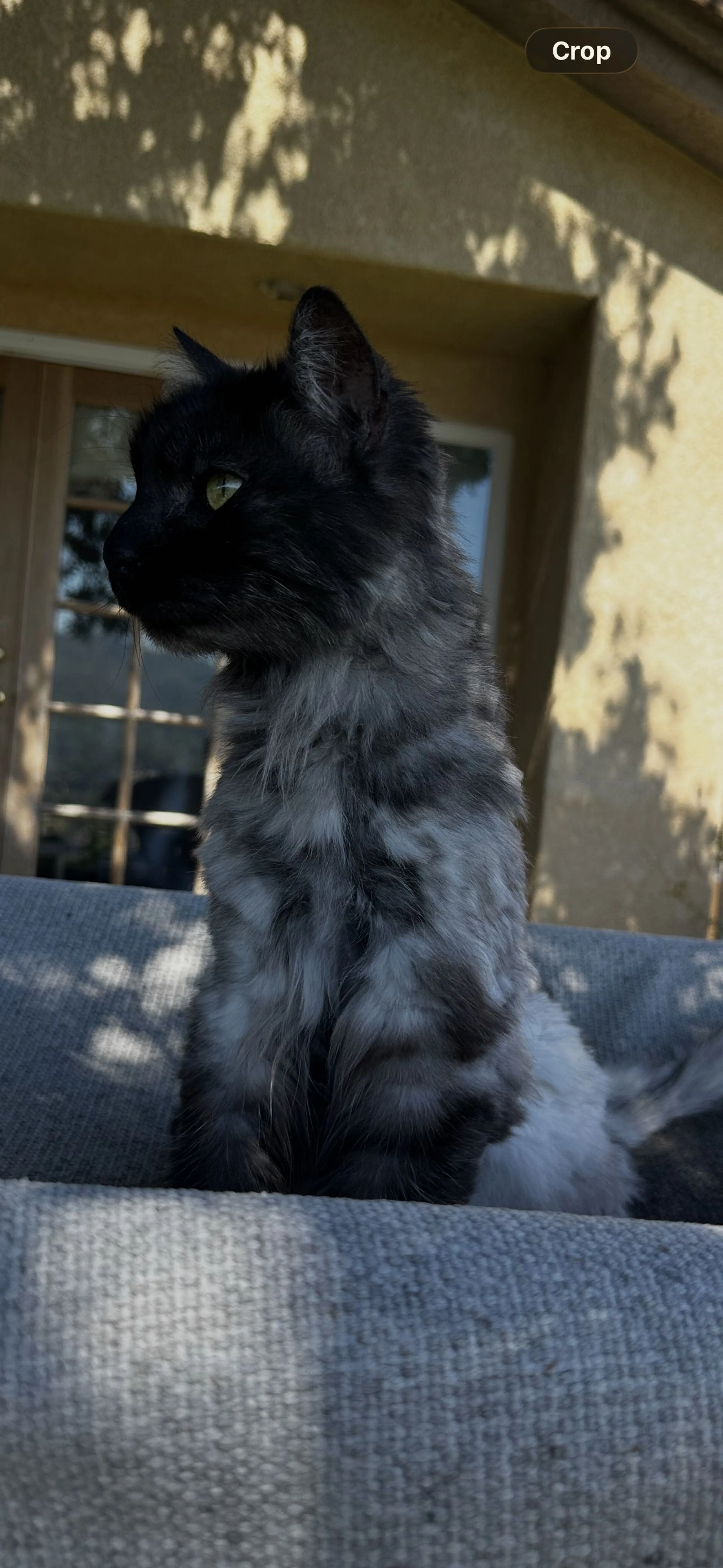 Lost pet-2