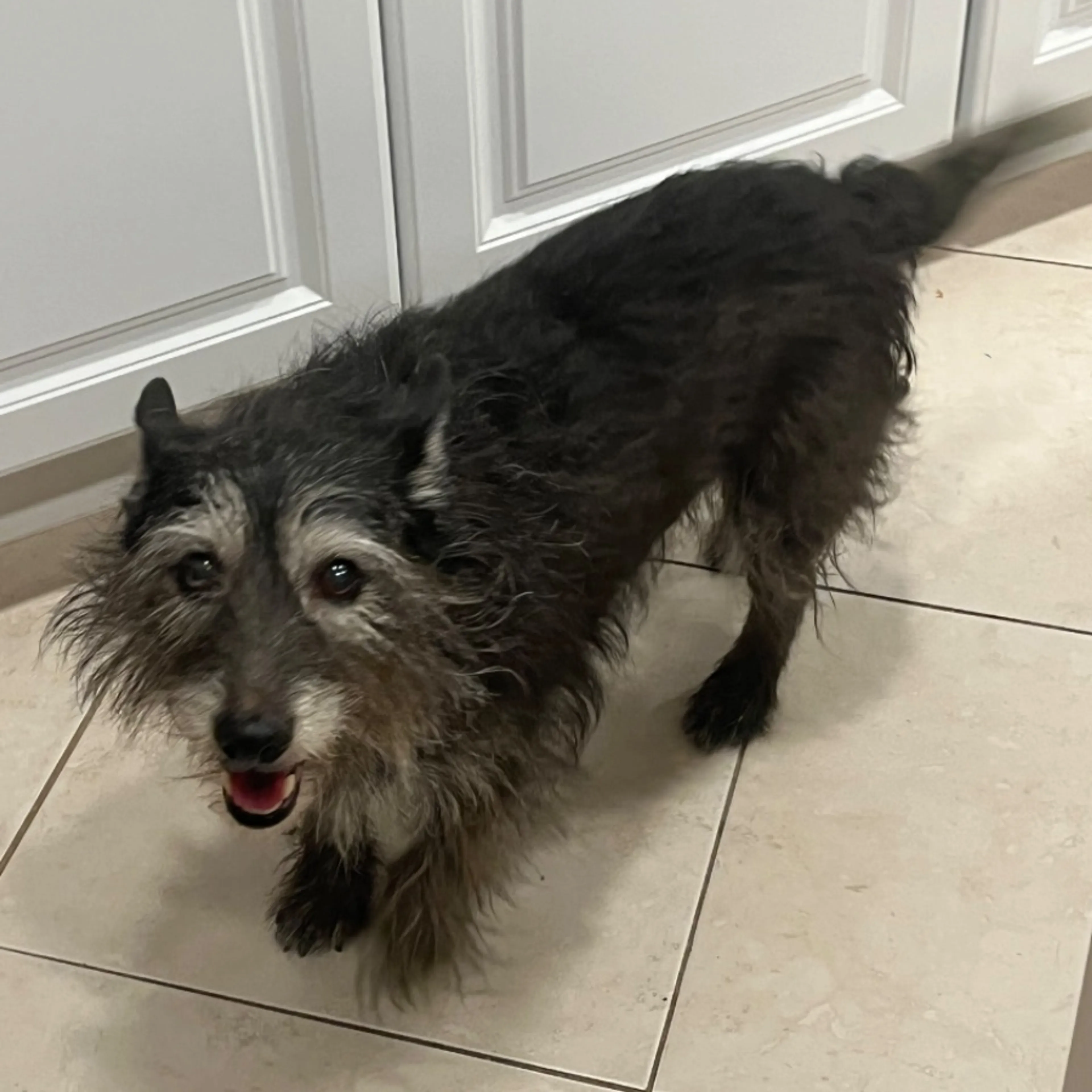 Found pet
