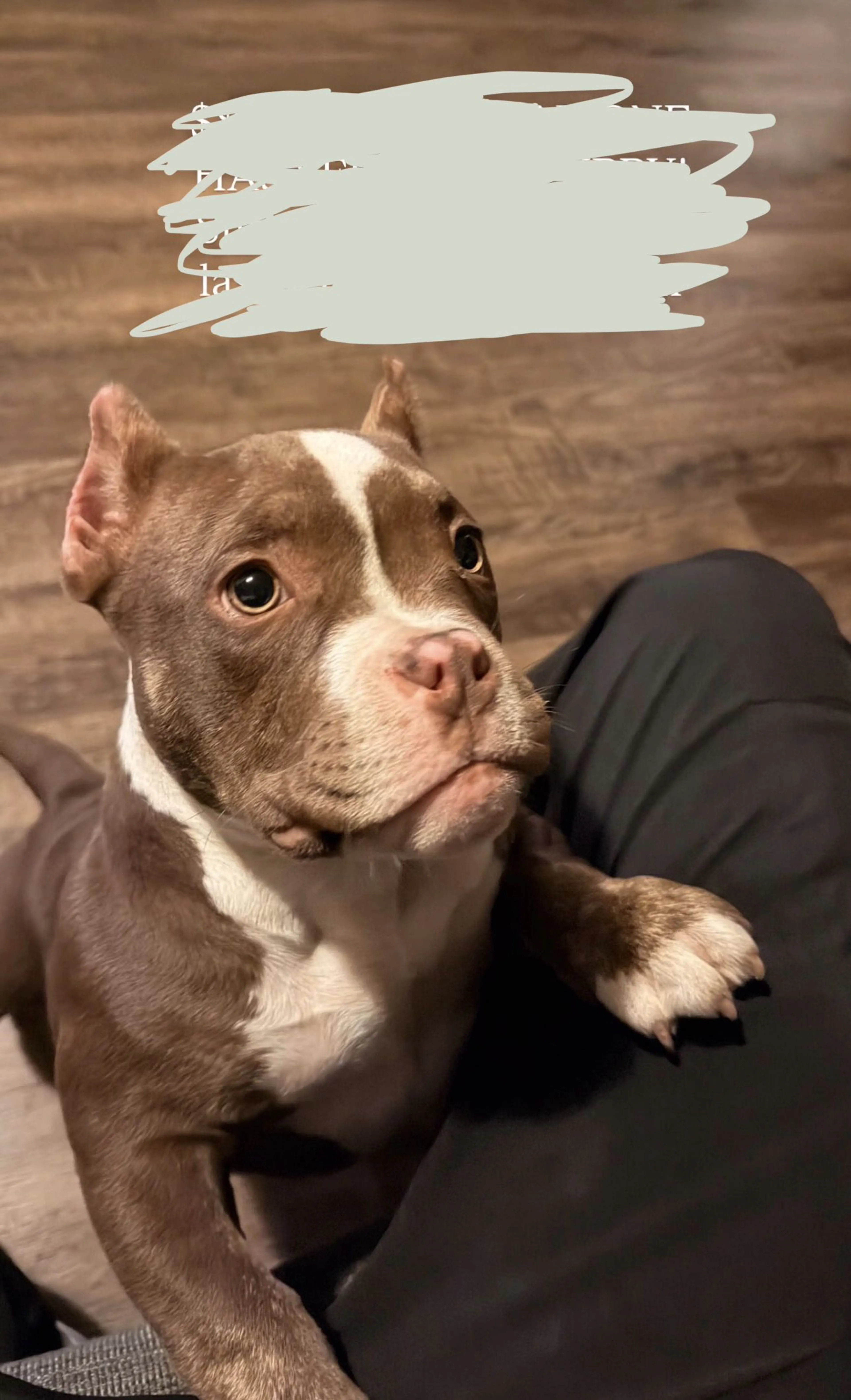 Lost pet