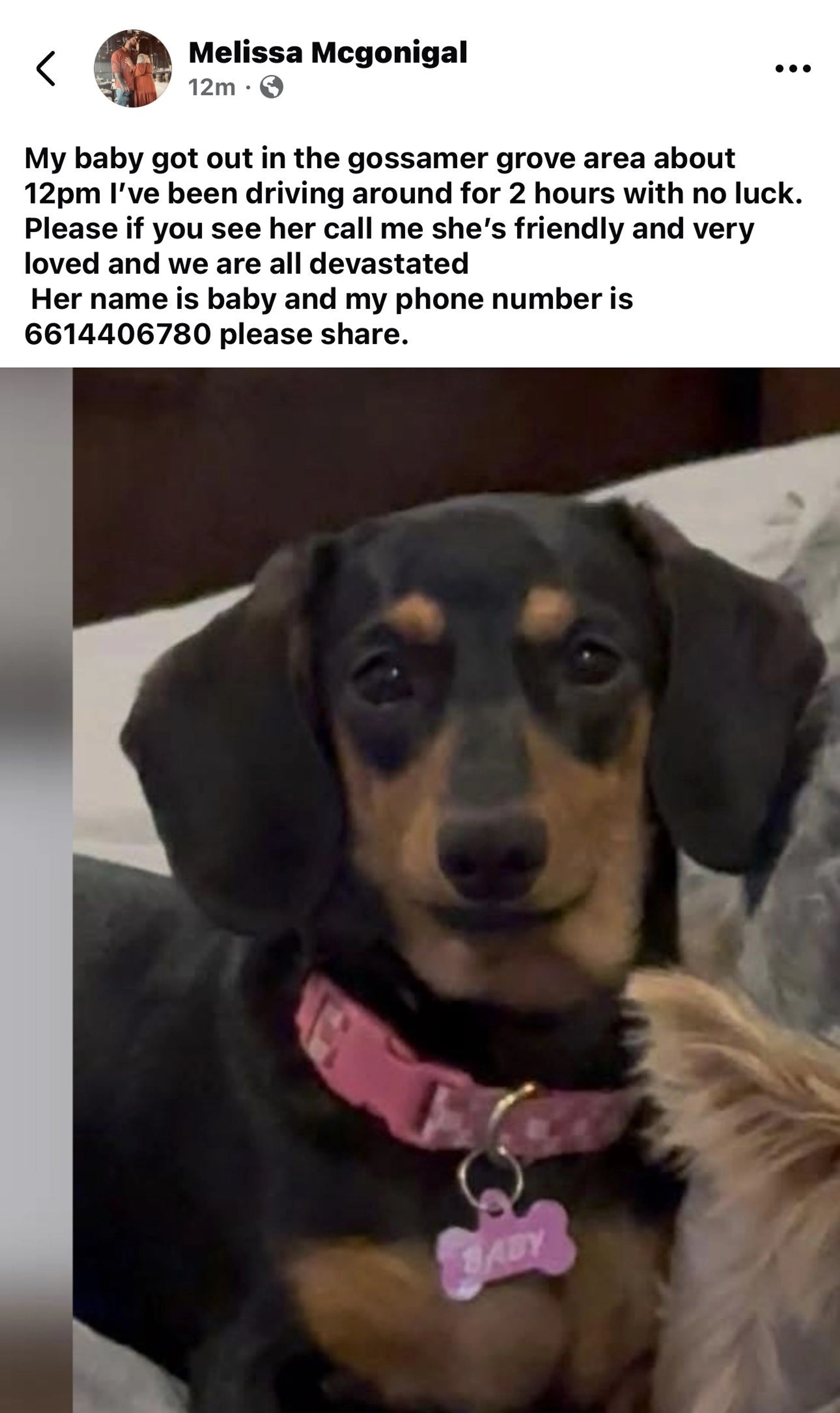 Lost pet