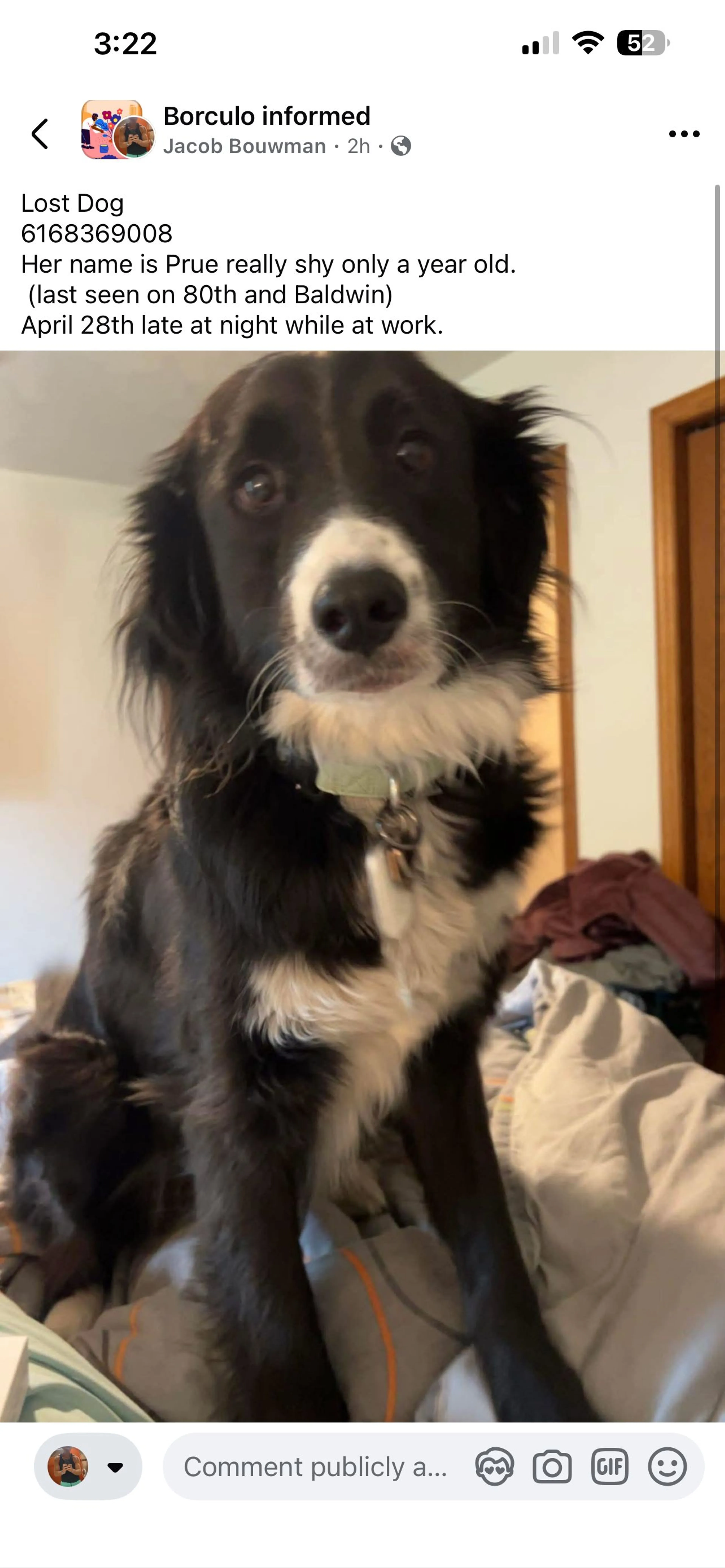 Lost pet