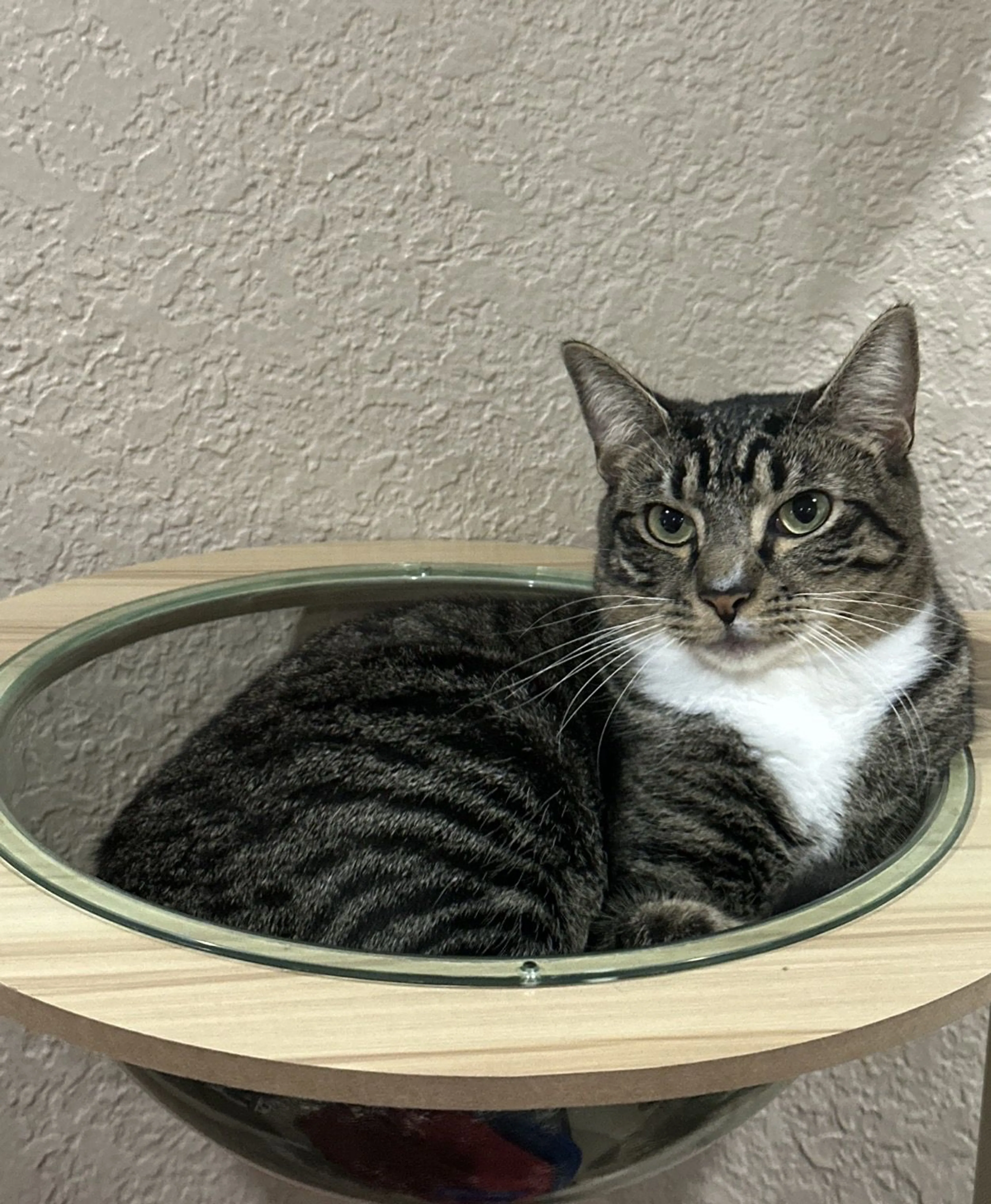 Lost pet-1