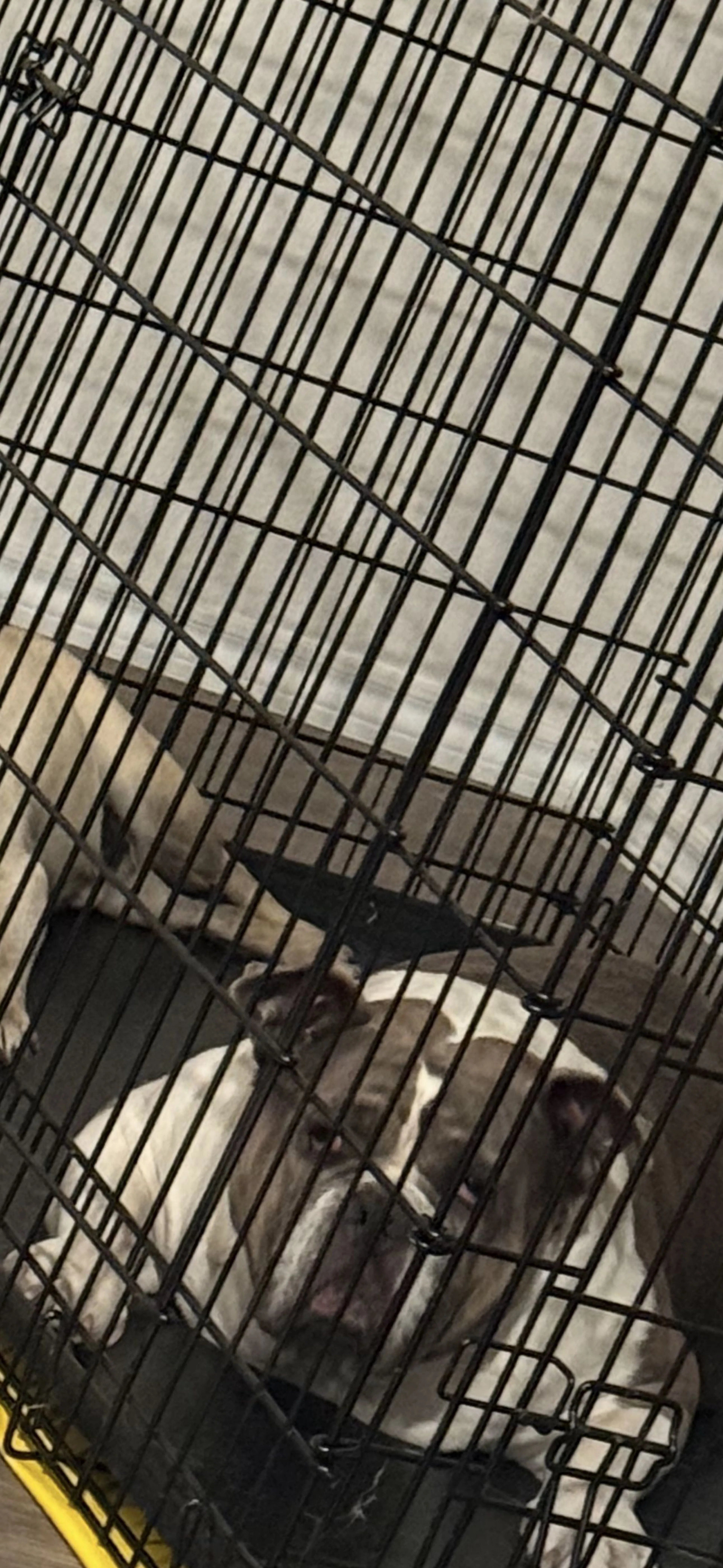 Lost pet-2