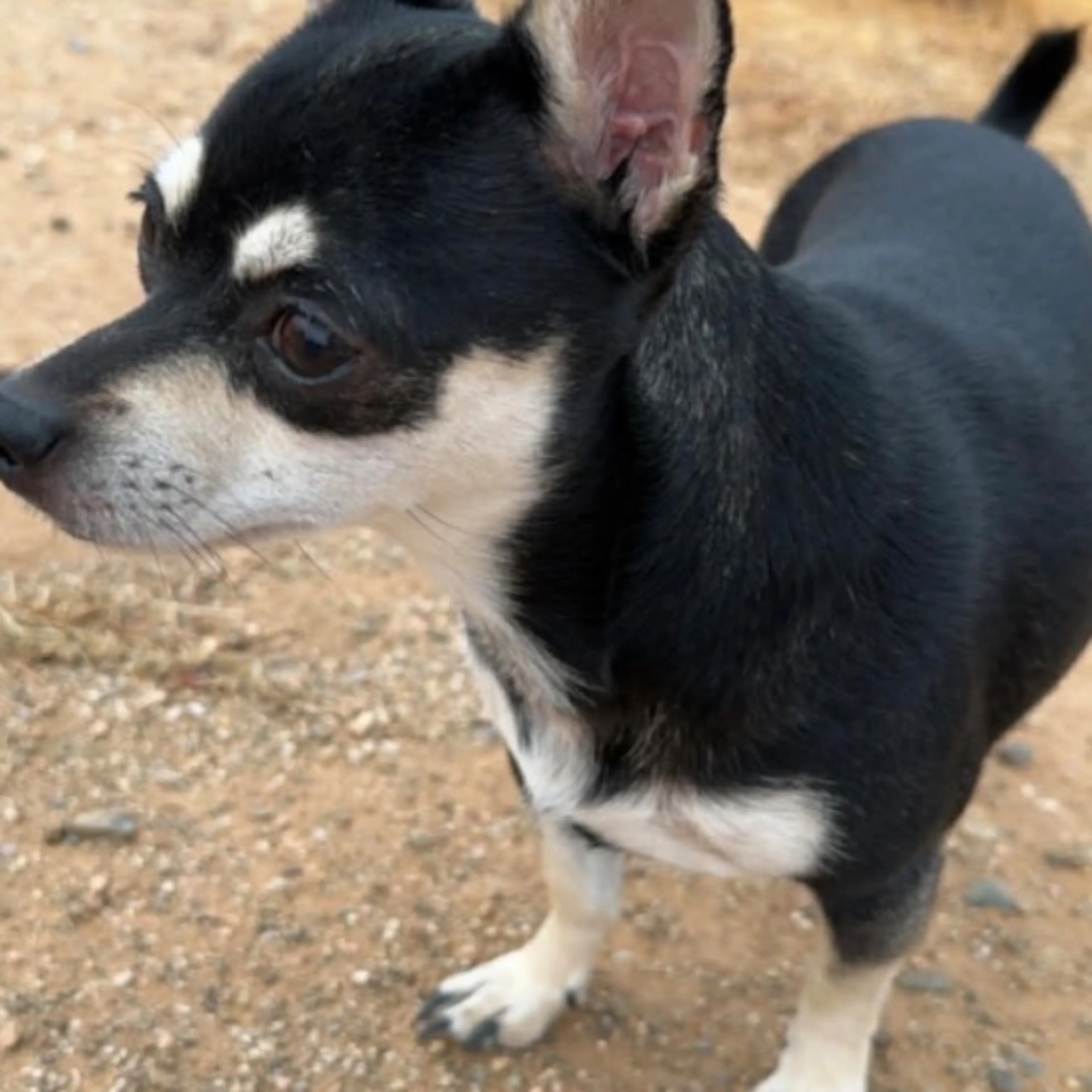 Lost pet