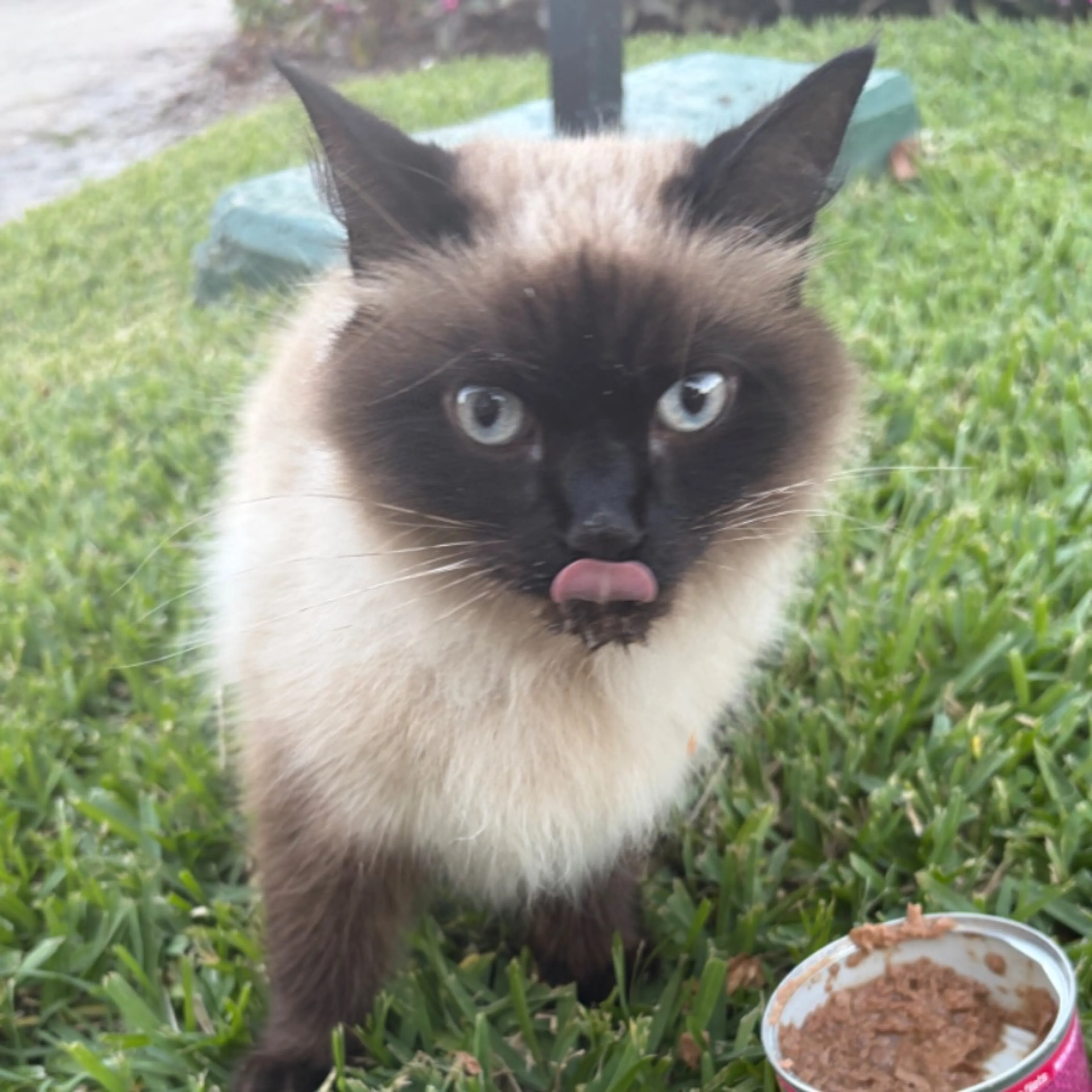Found pet