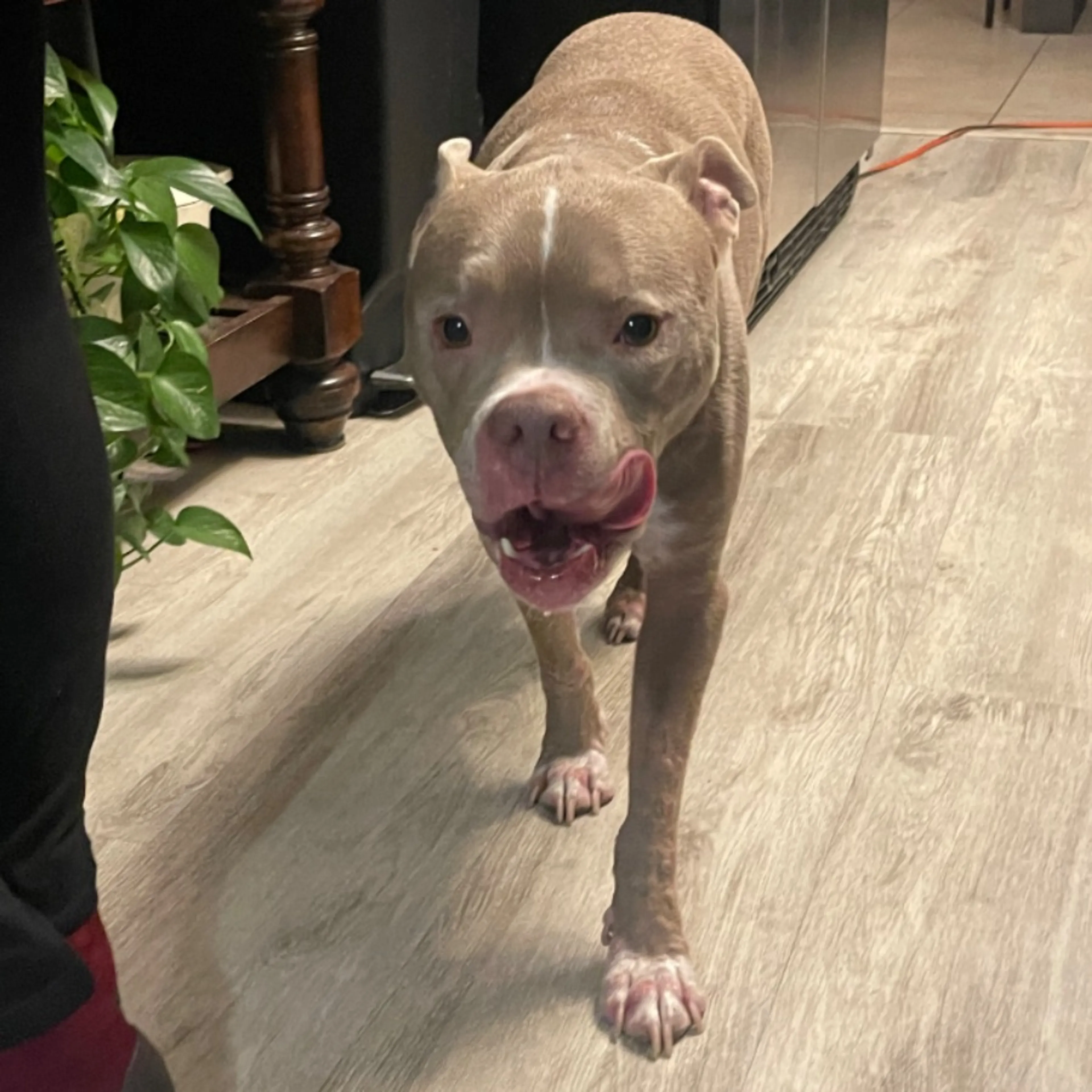 Found pet