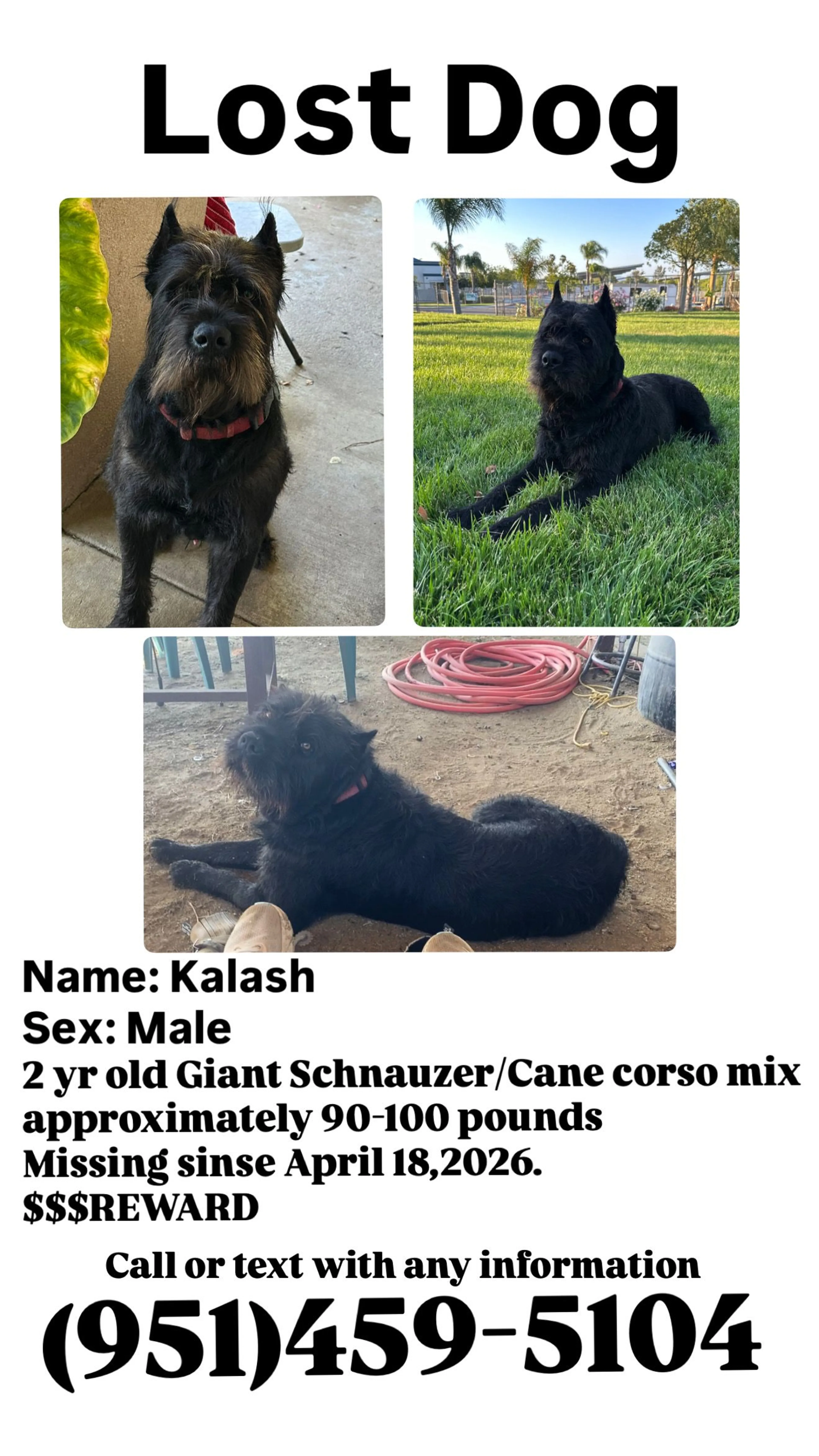 Lost pet