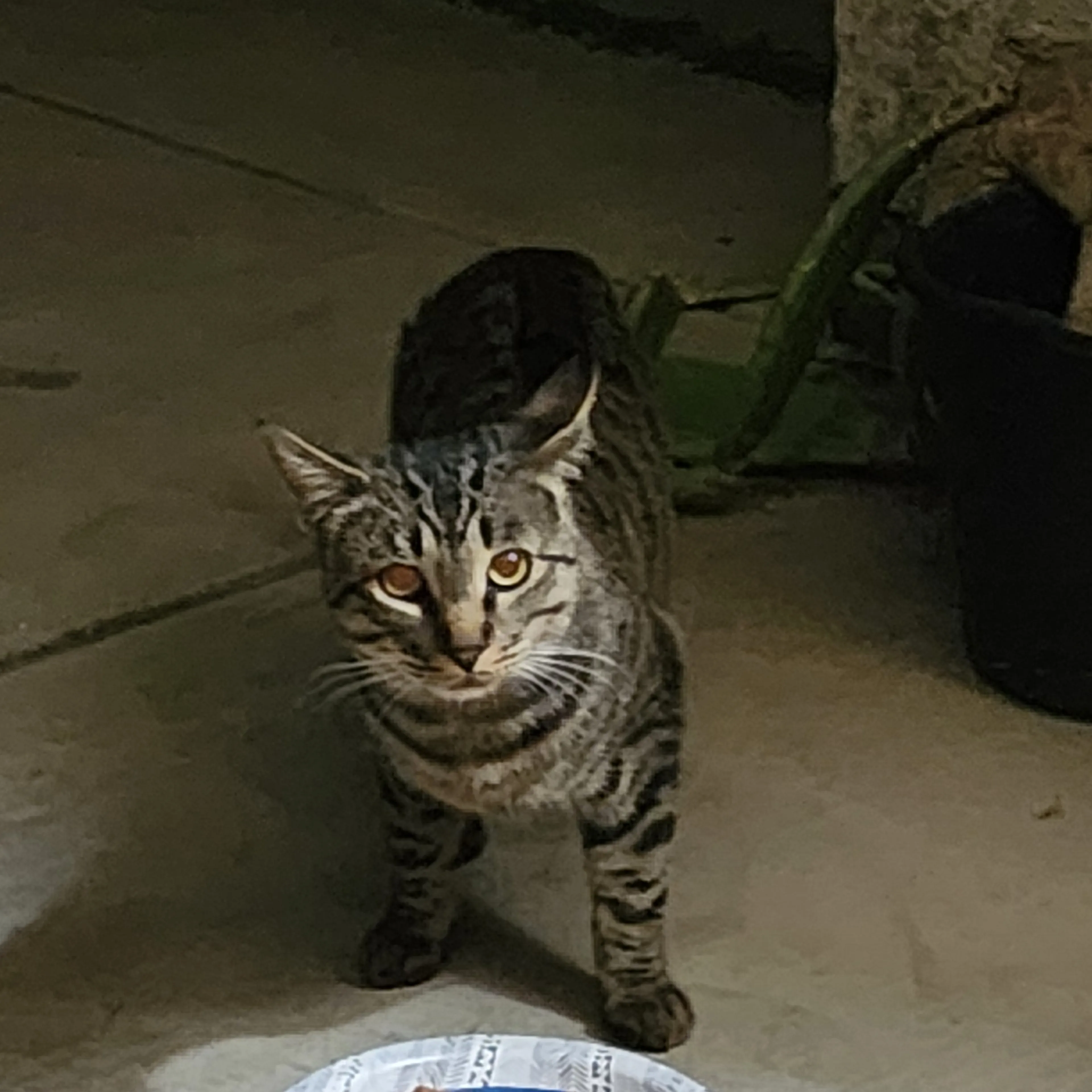 Found pet-0