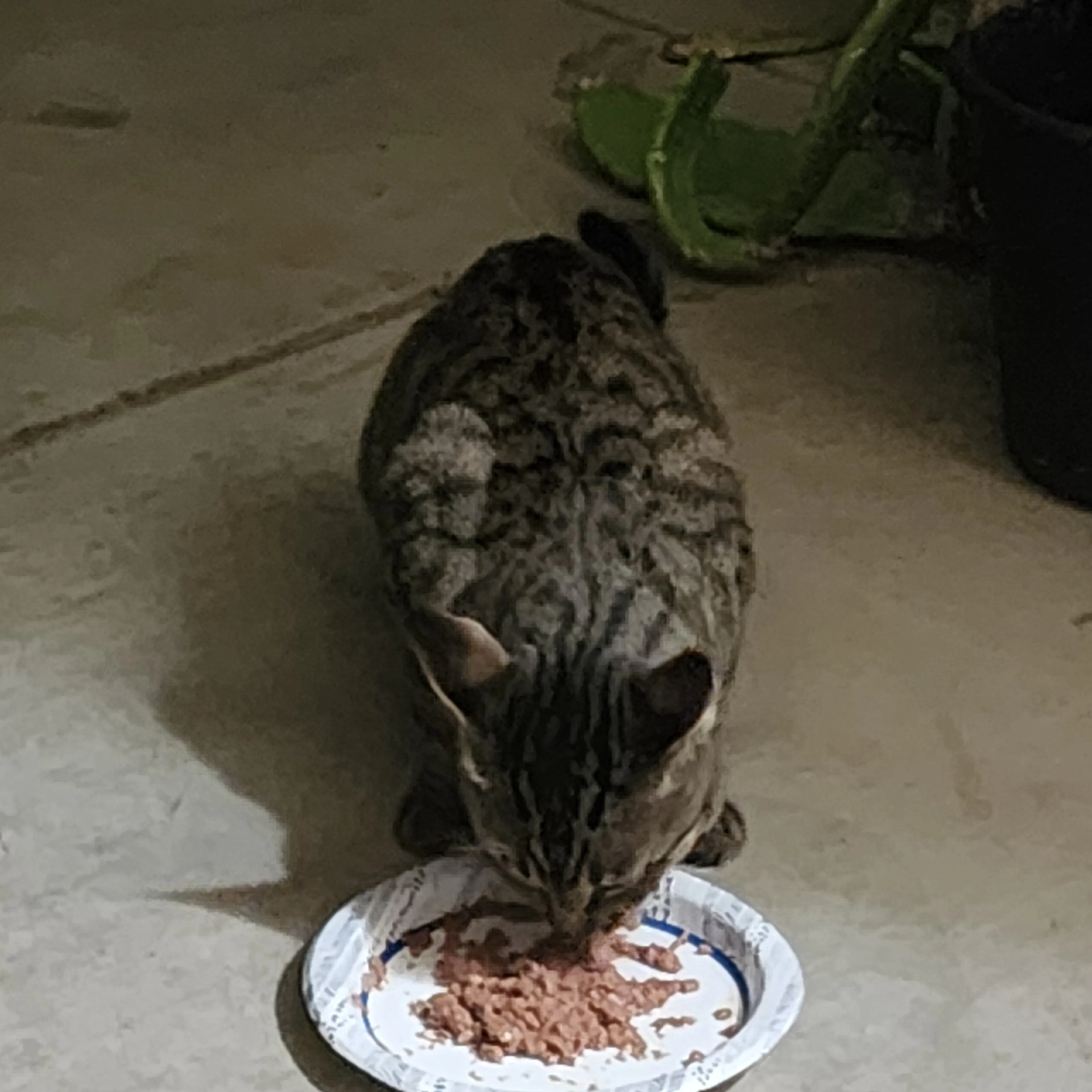 Found pet-1