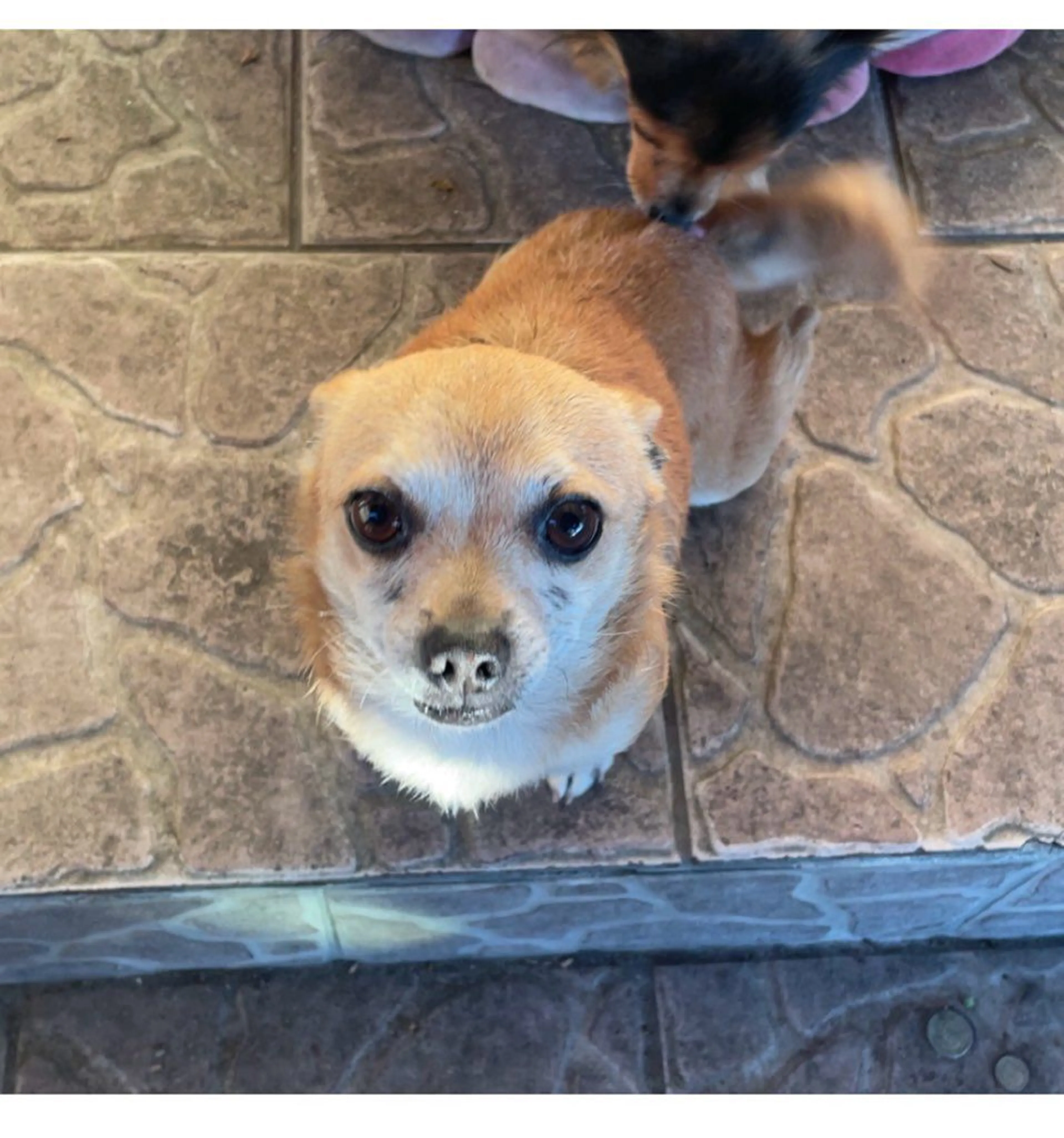 Lost pet-2