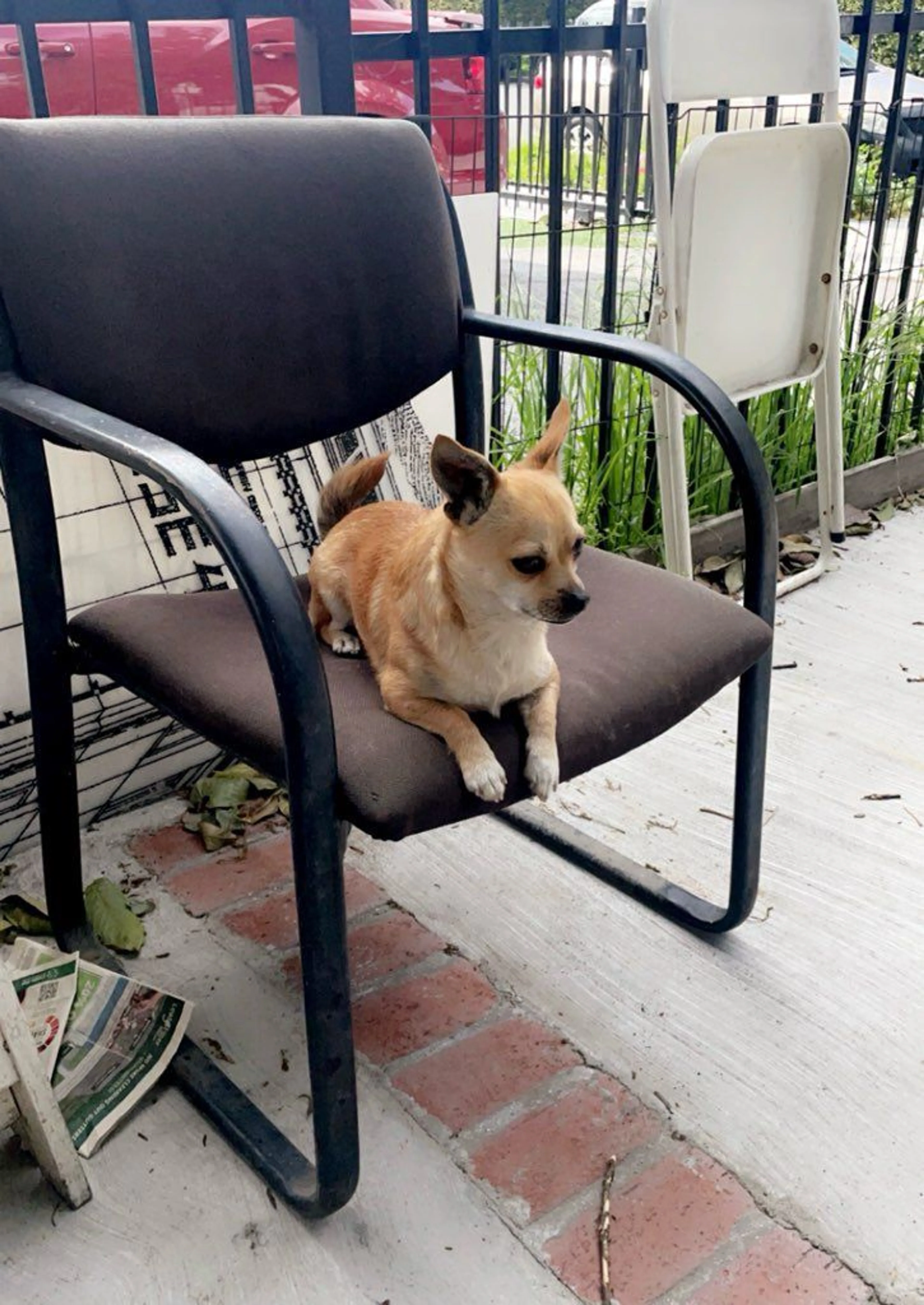 Lost pet-0