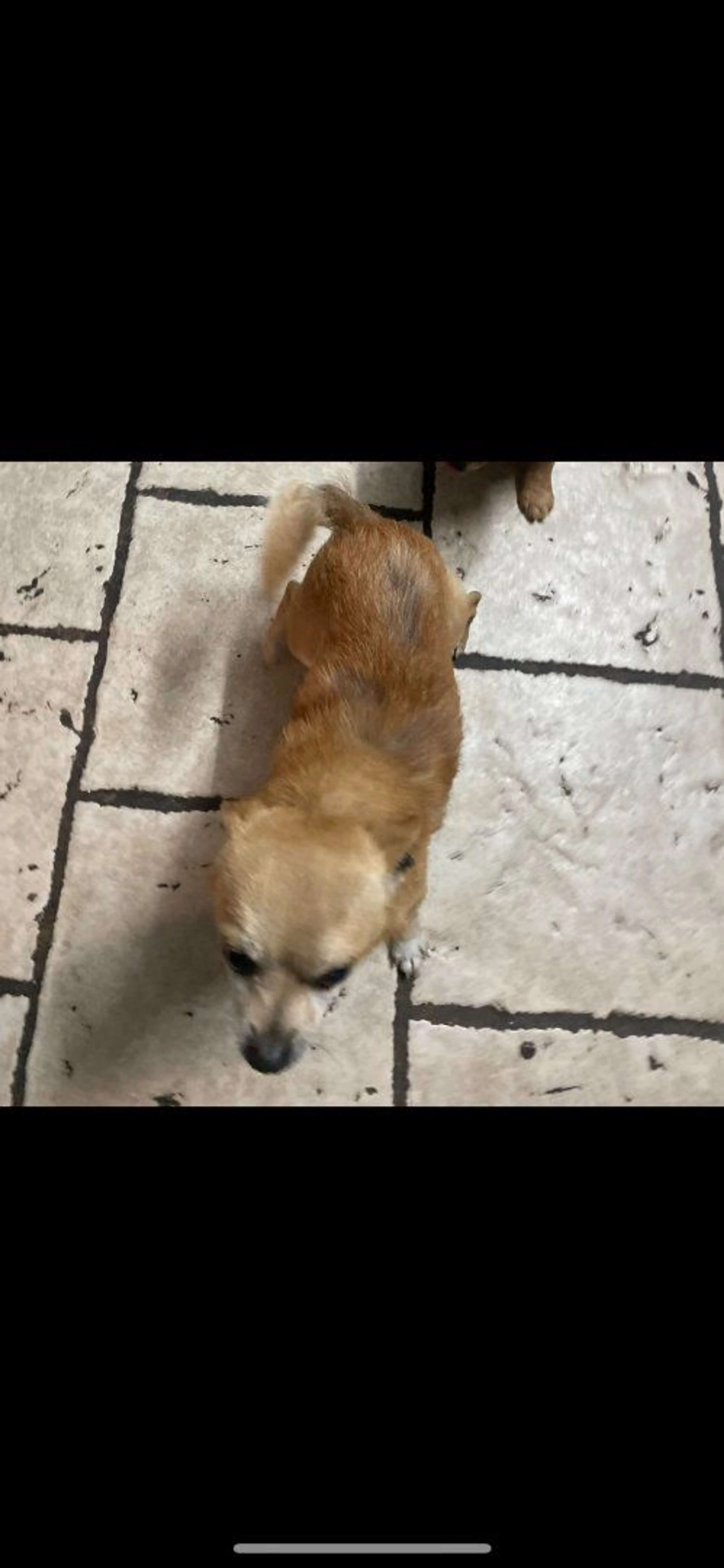 Lost pet-3