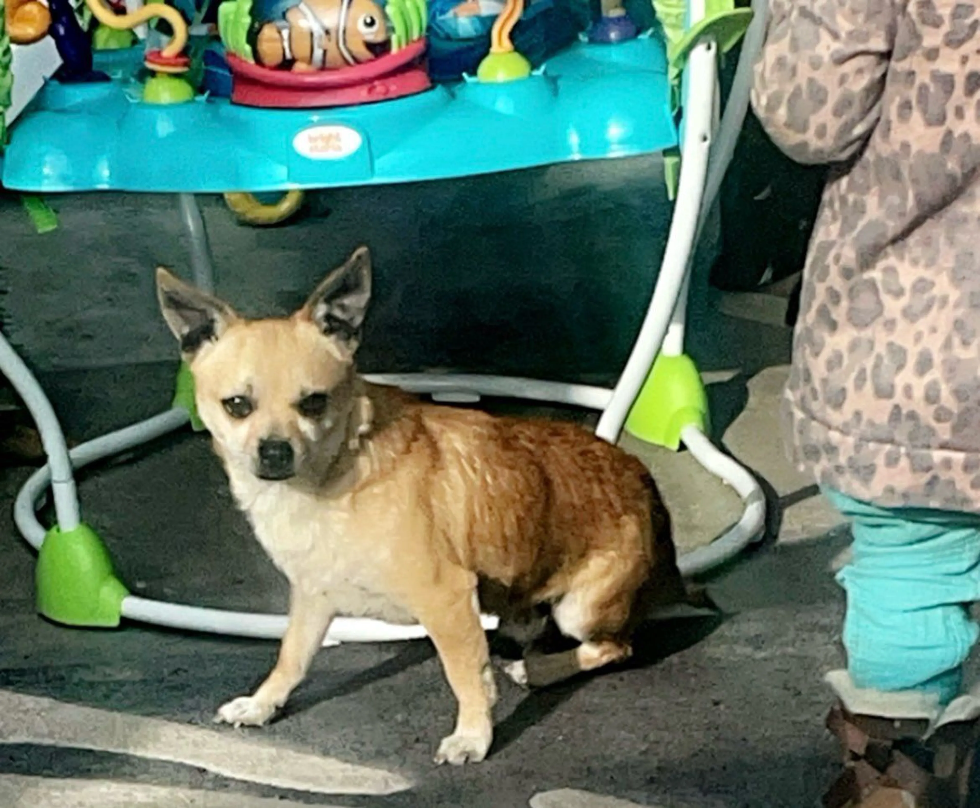 Lost pet-1
