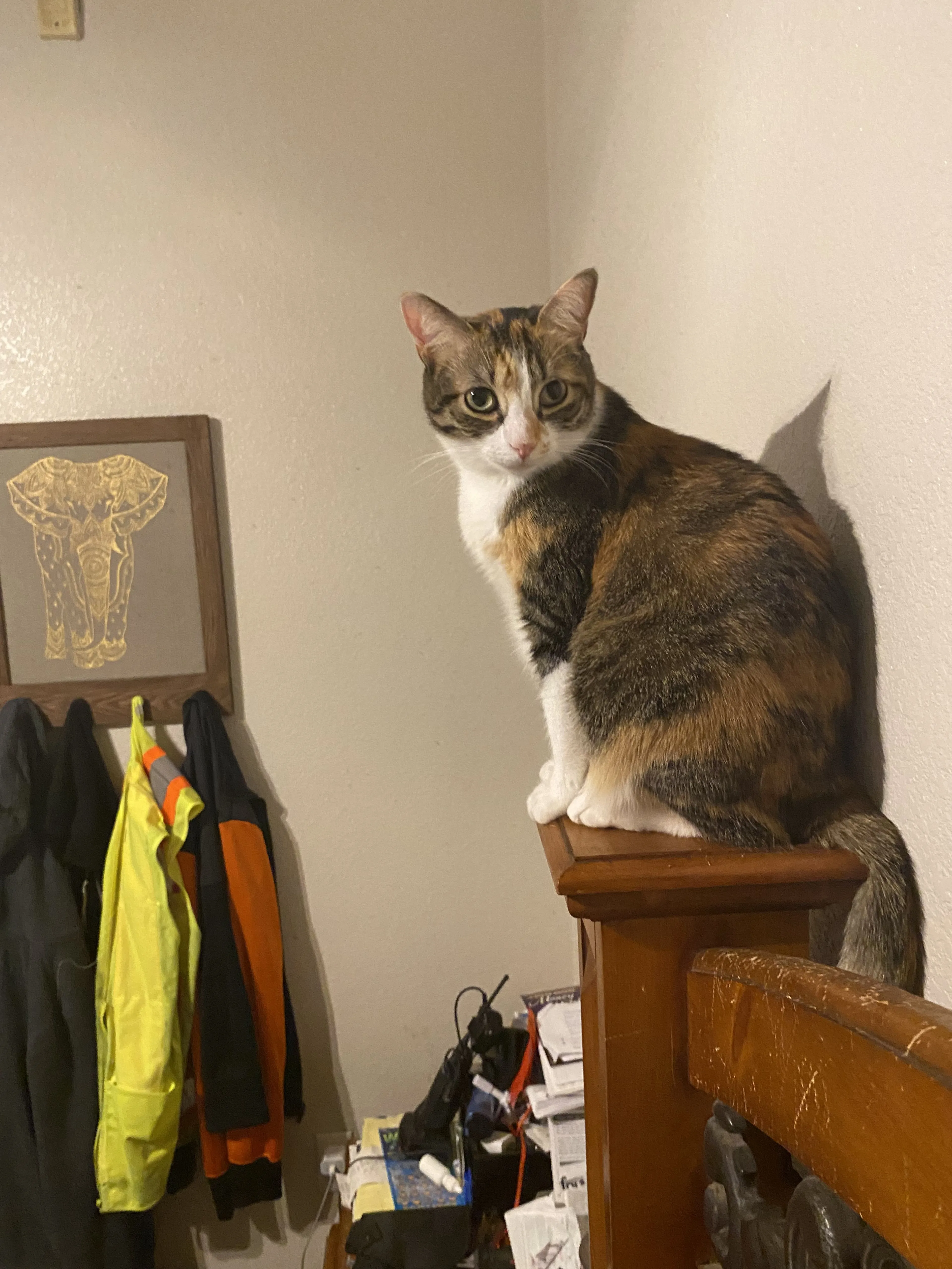 Lost pet-3