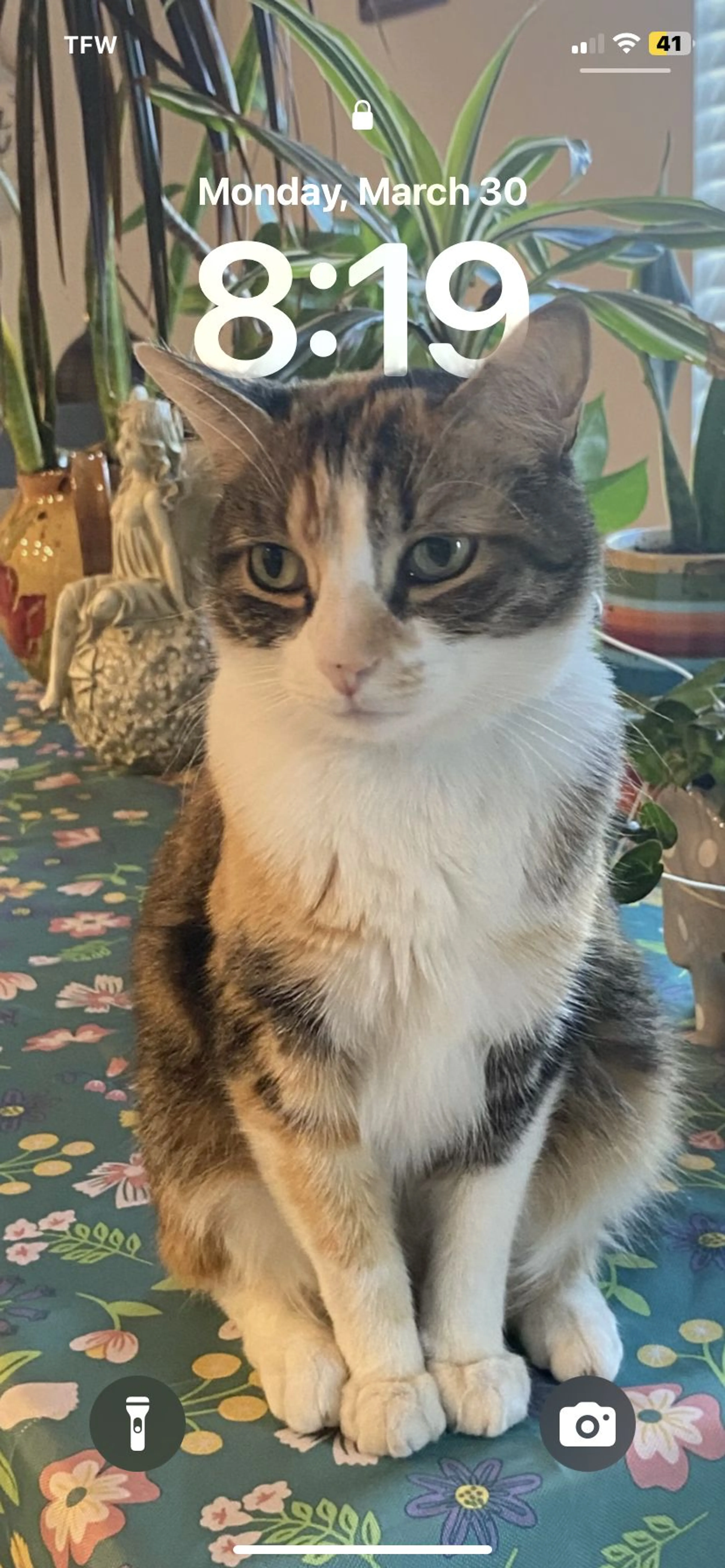 Lost pet-0
