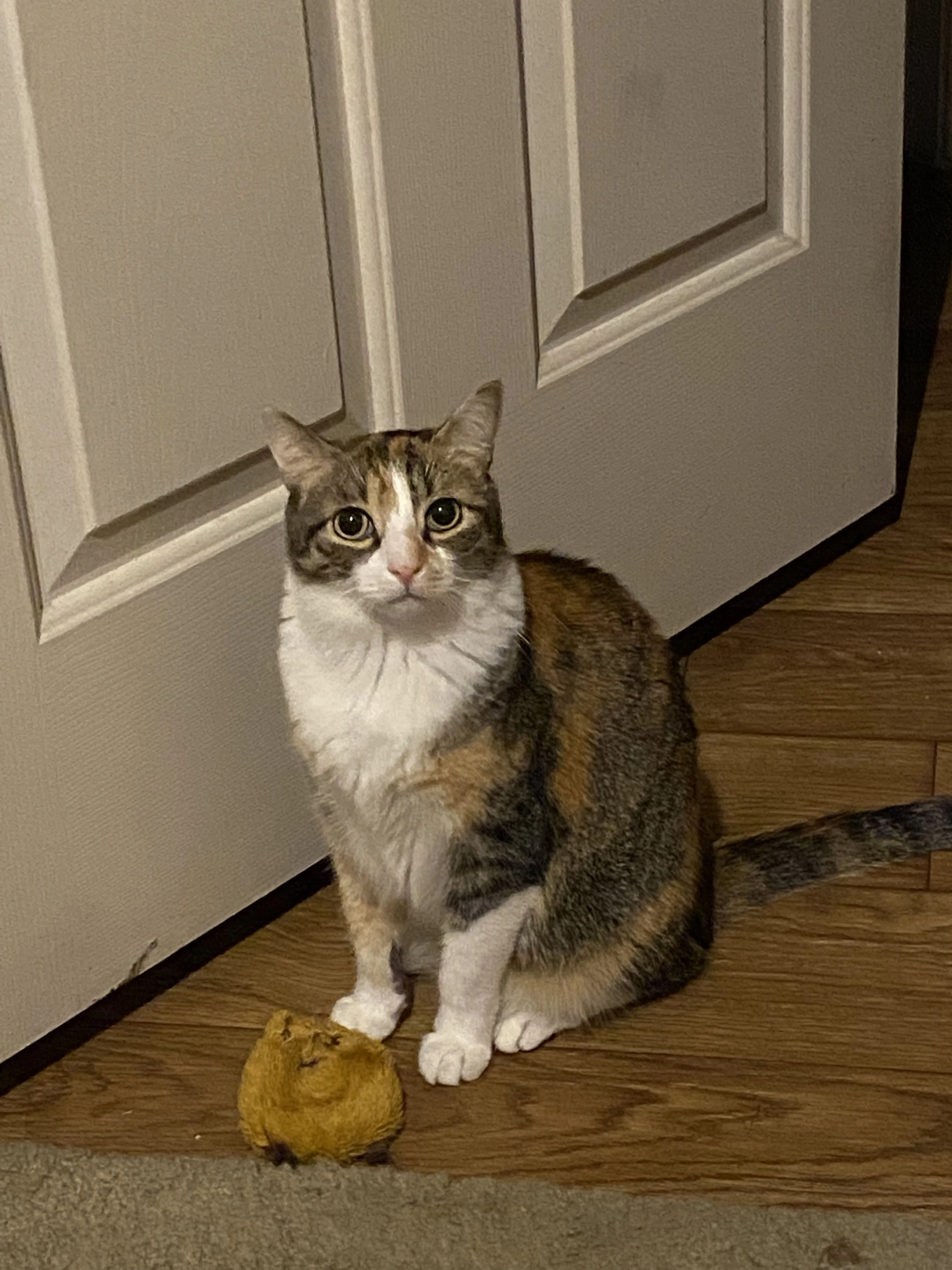 Lost pet-2