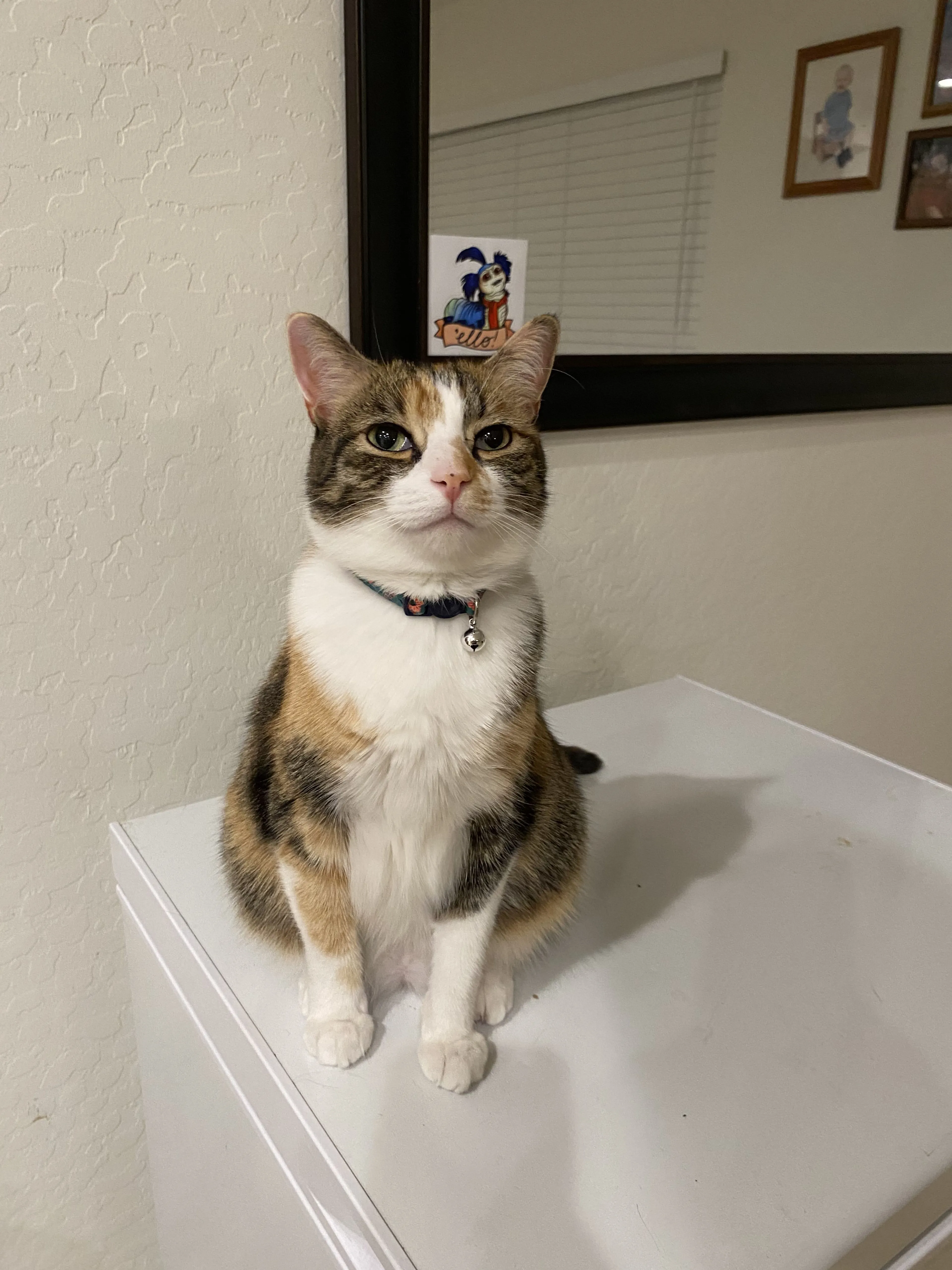 Lost pet-1