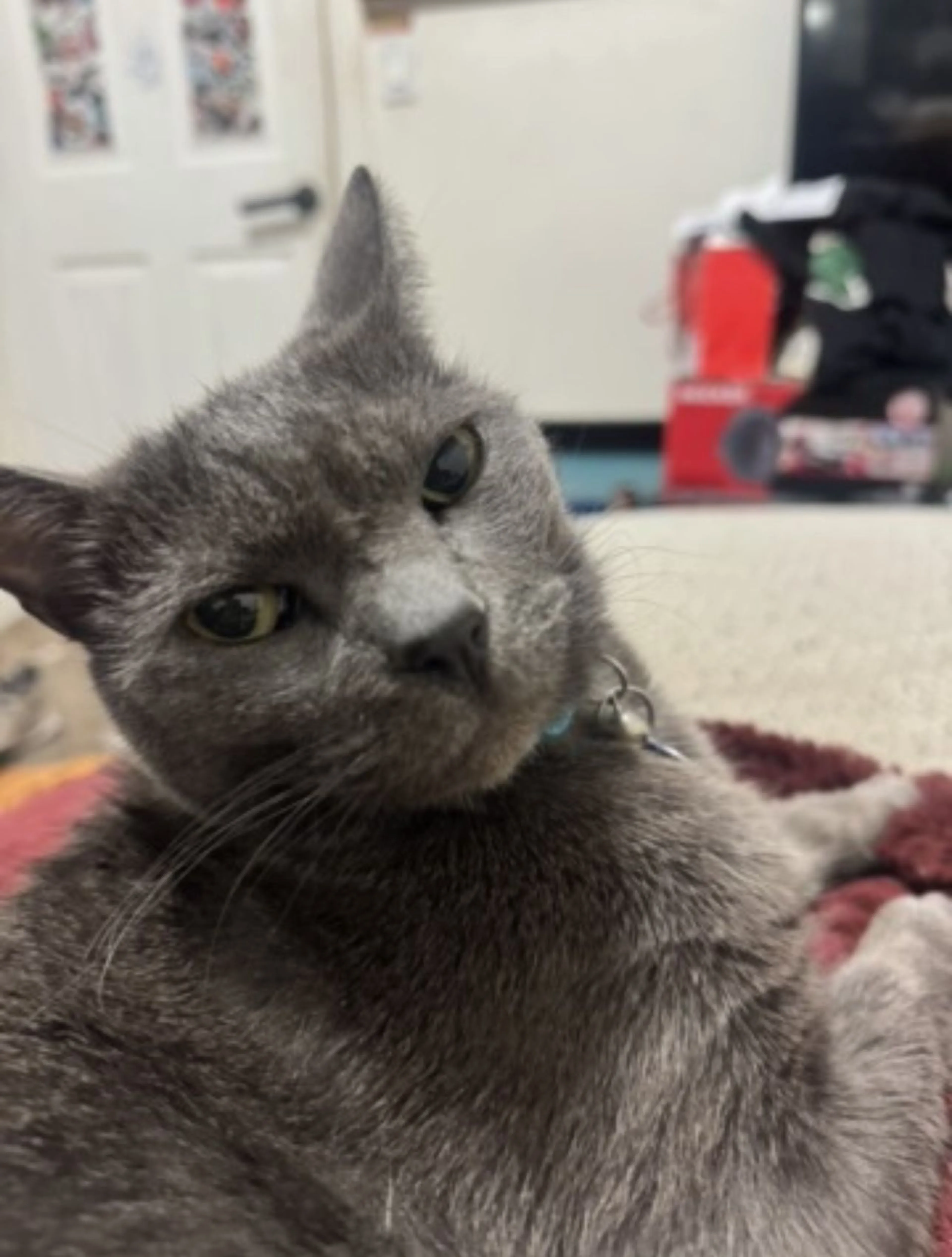 Lost pet