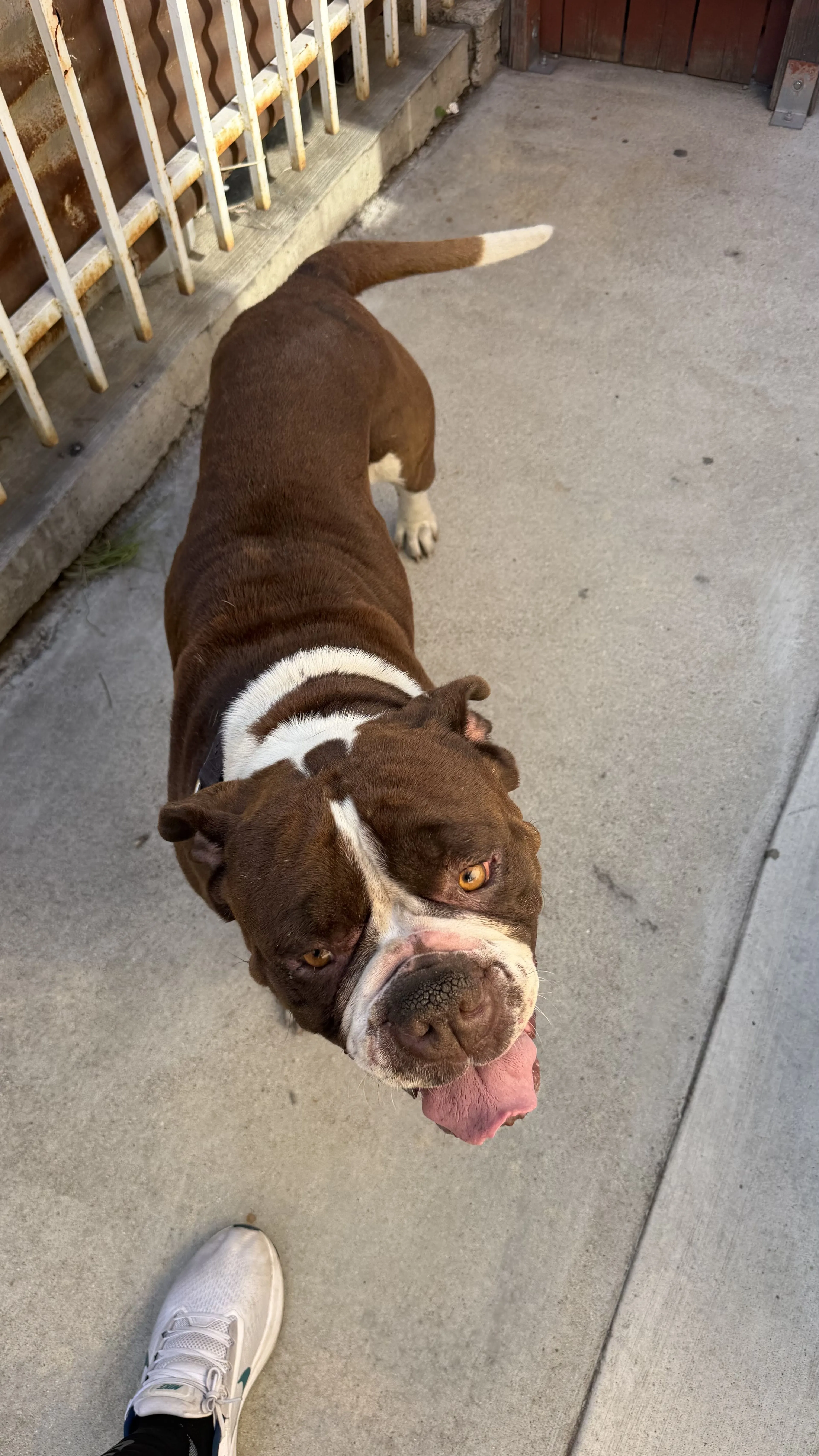 Lost pet-1