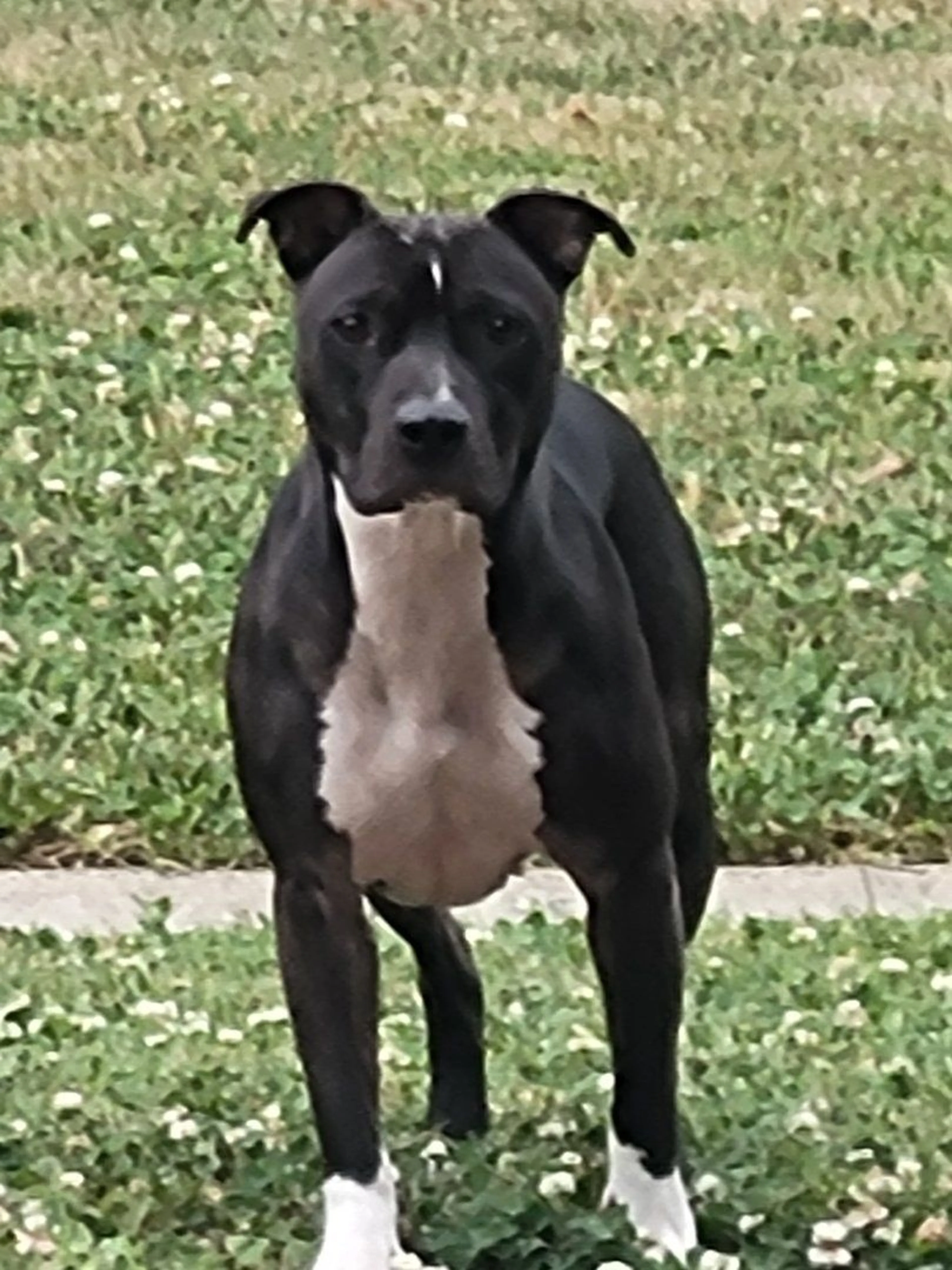 Lost pet-1
