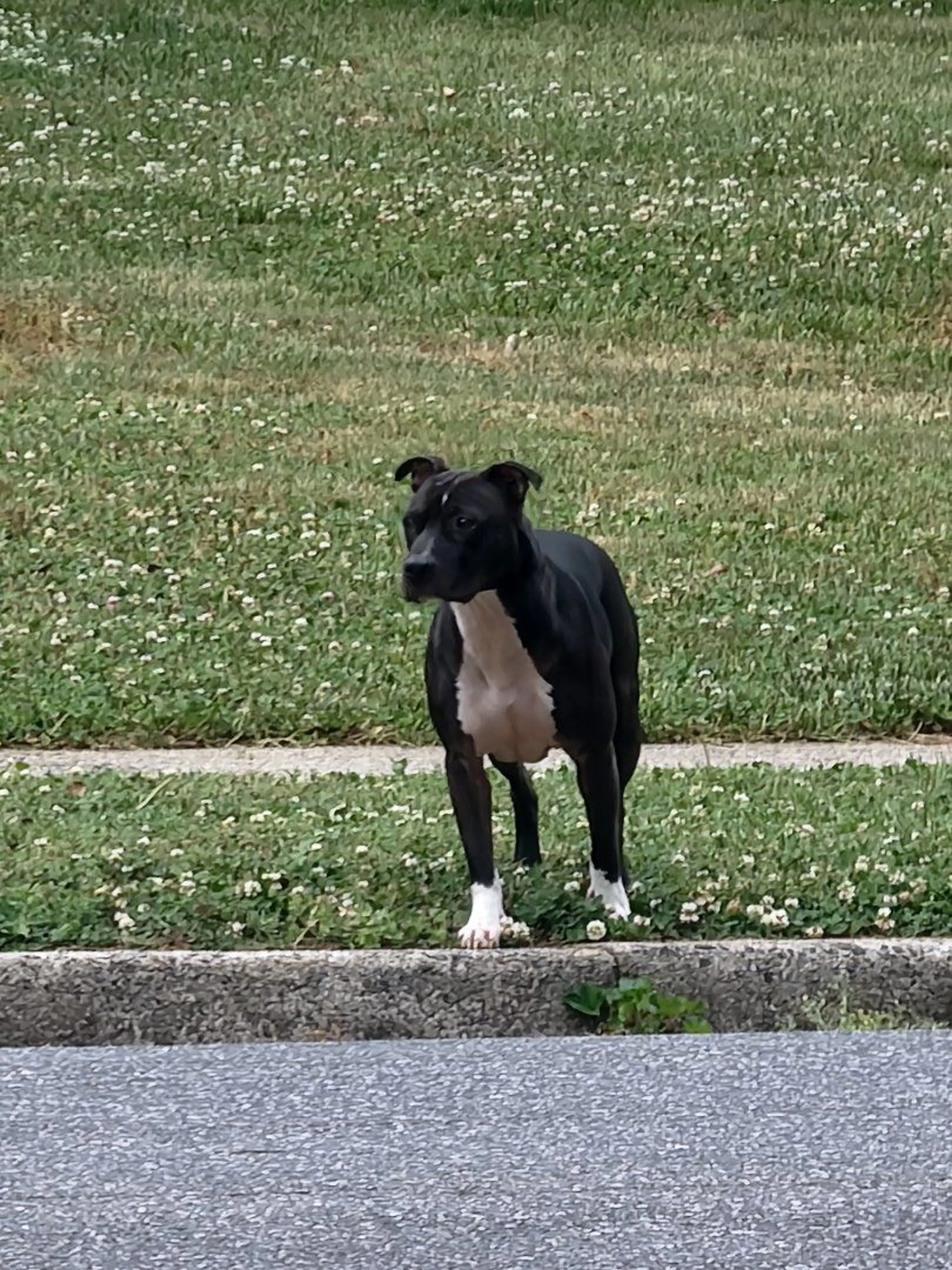 Lost pet-0