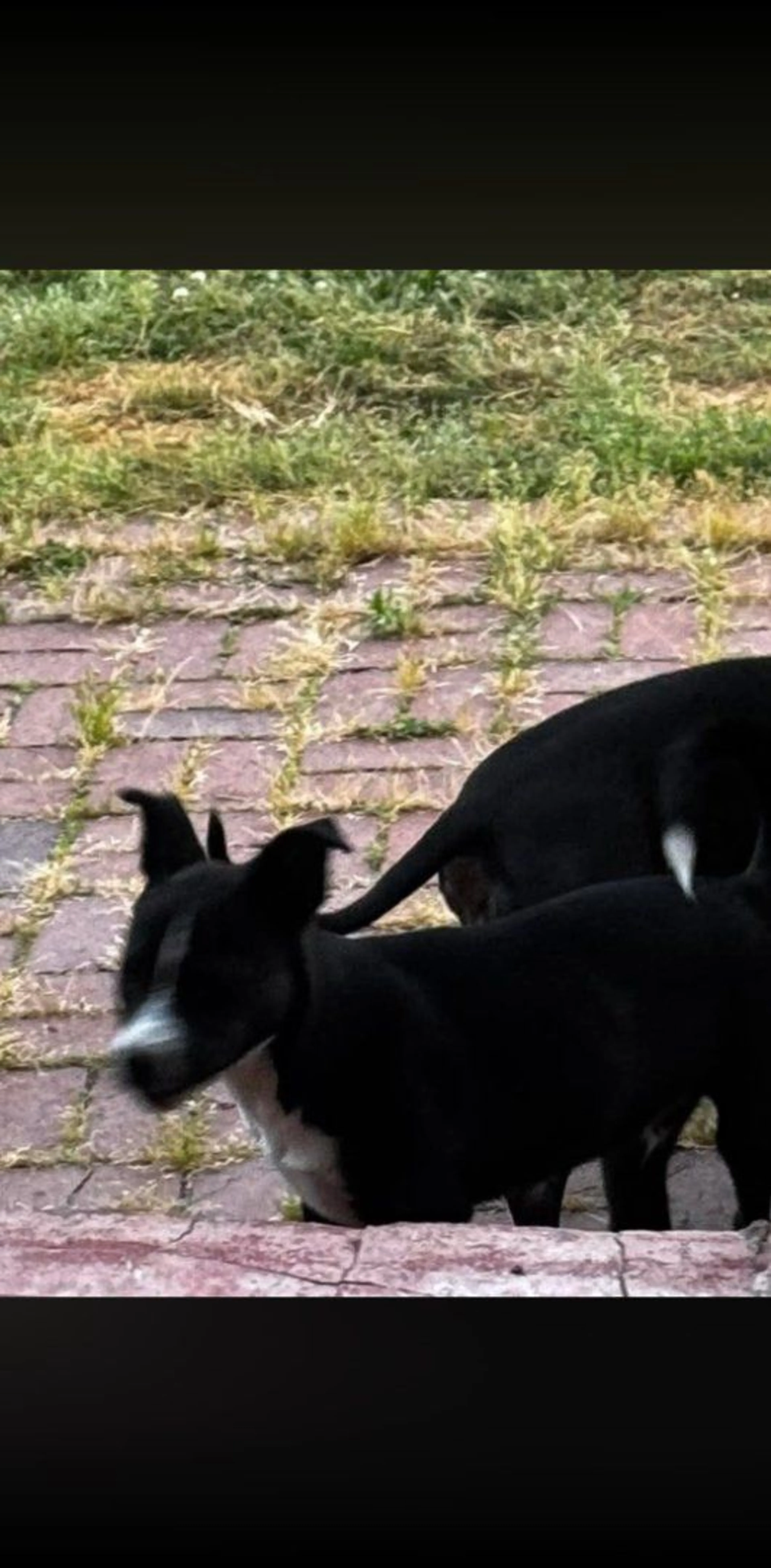 Lost pet-2