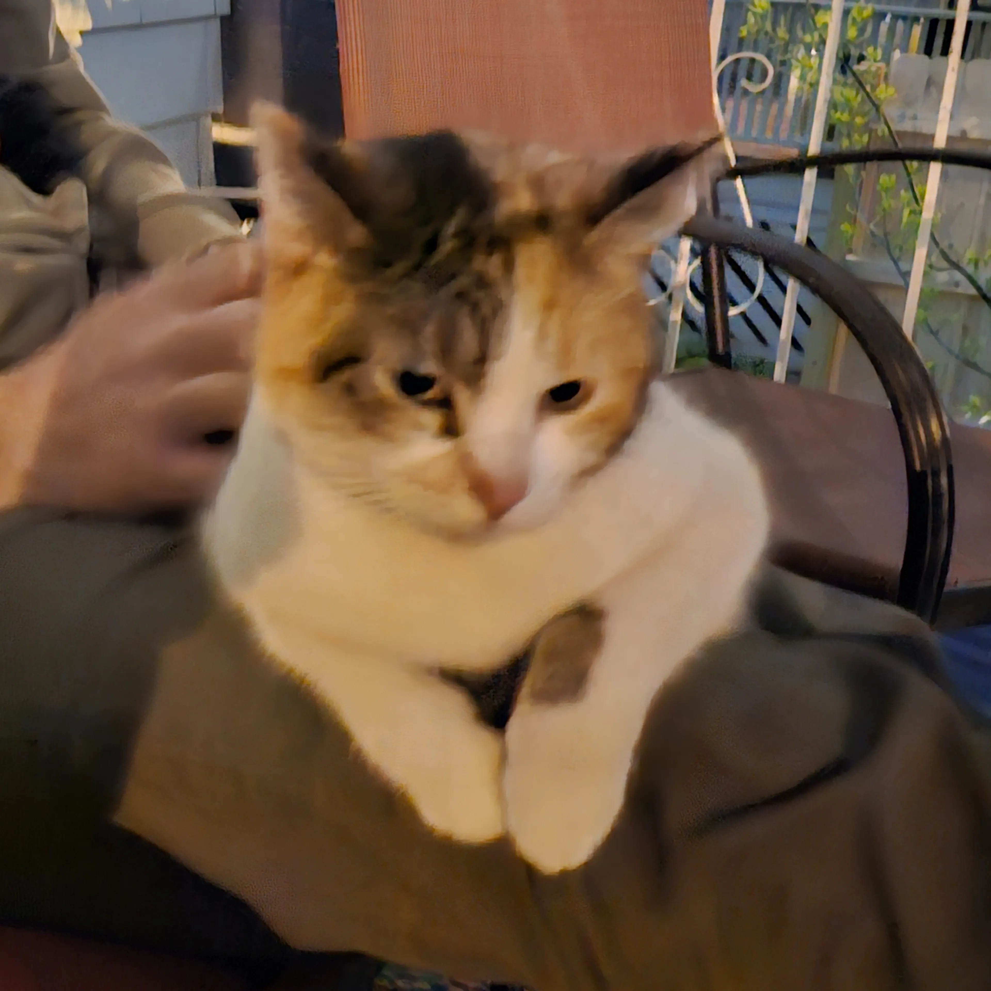 Found pet-2