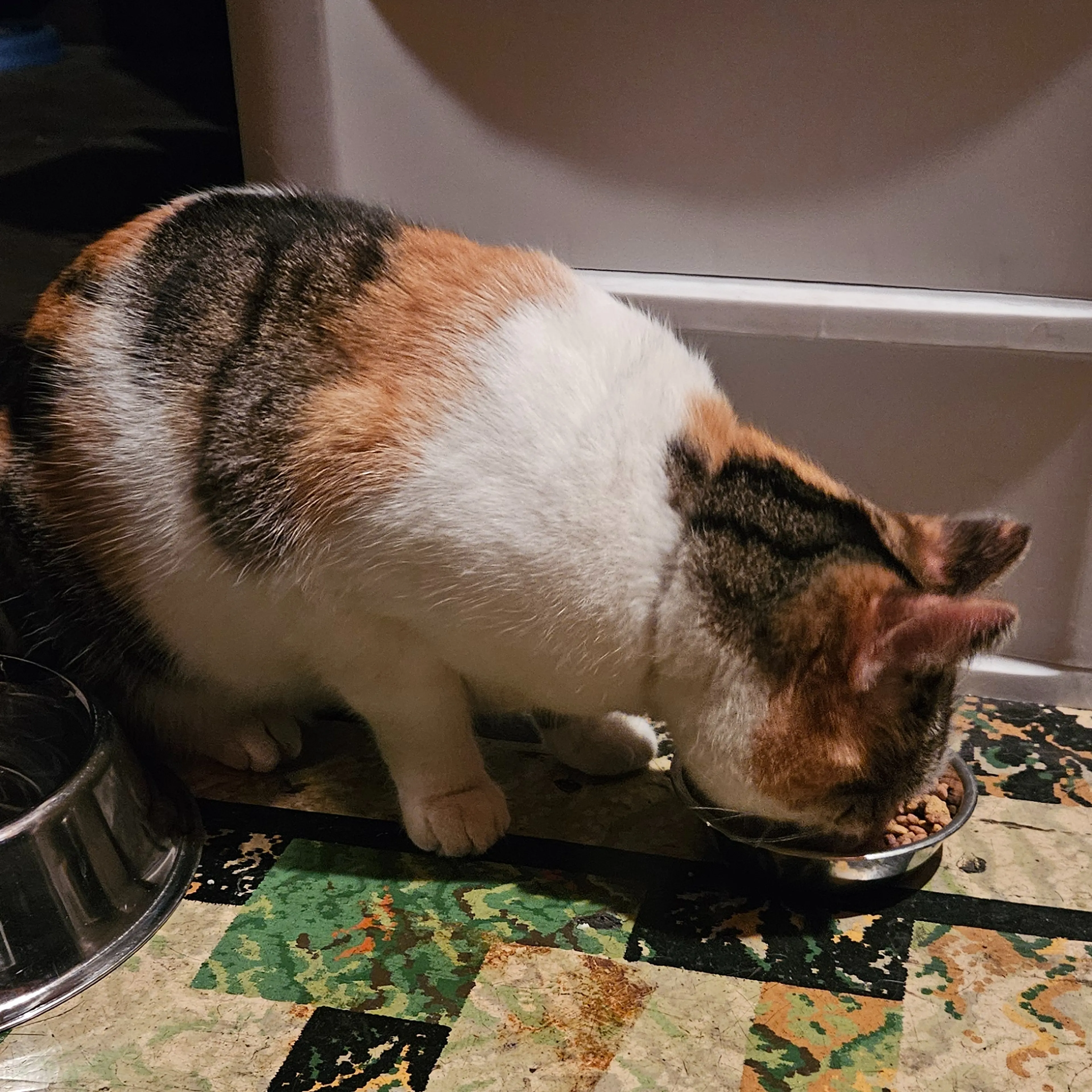 Found pet-3