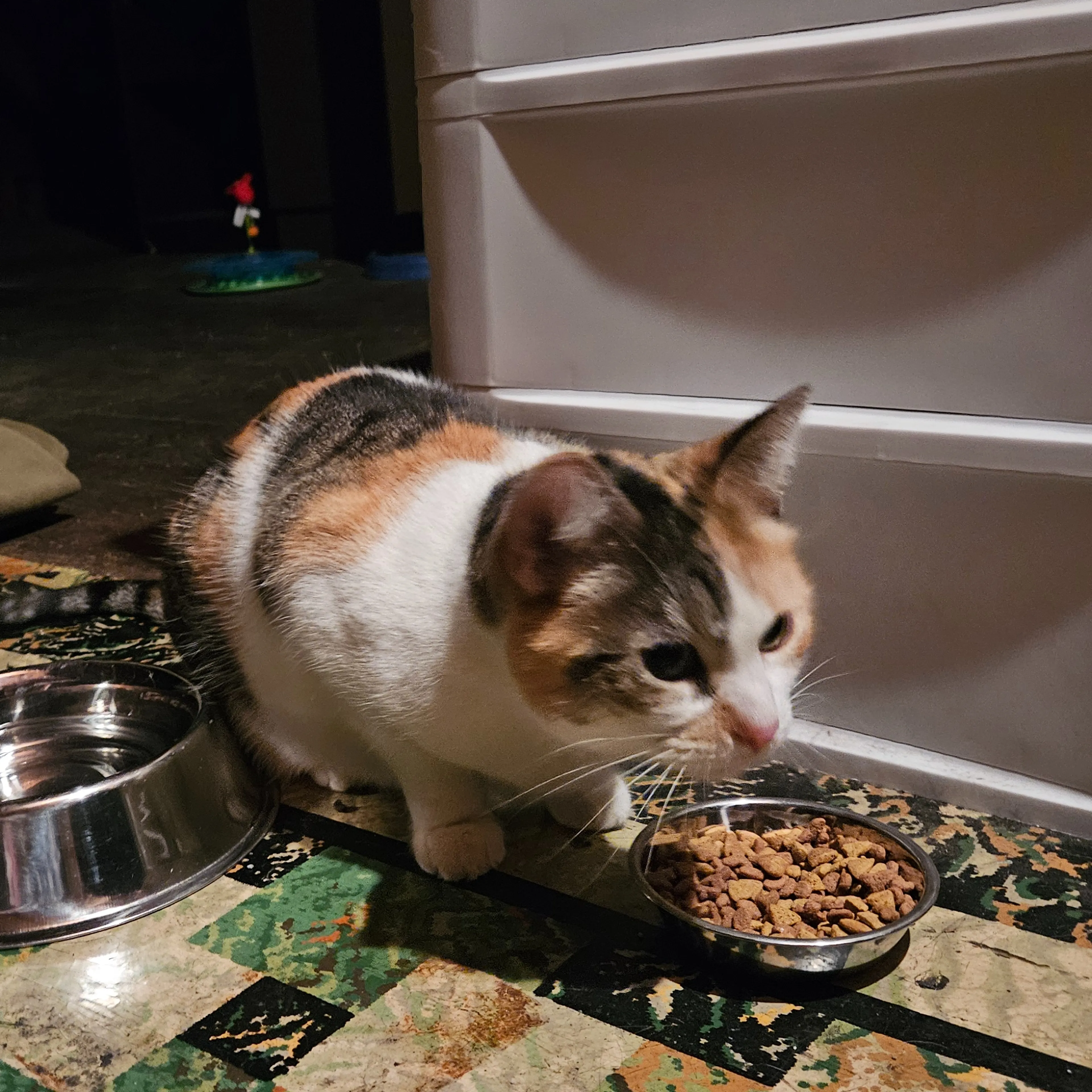 Found pet-1