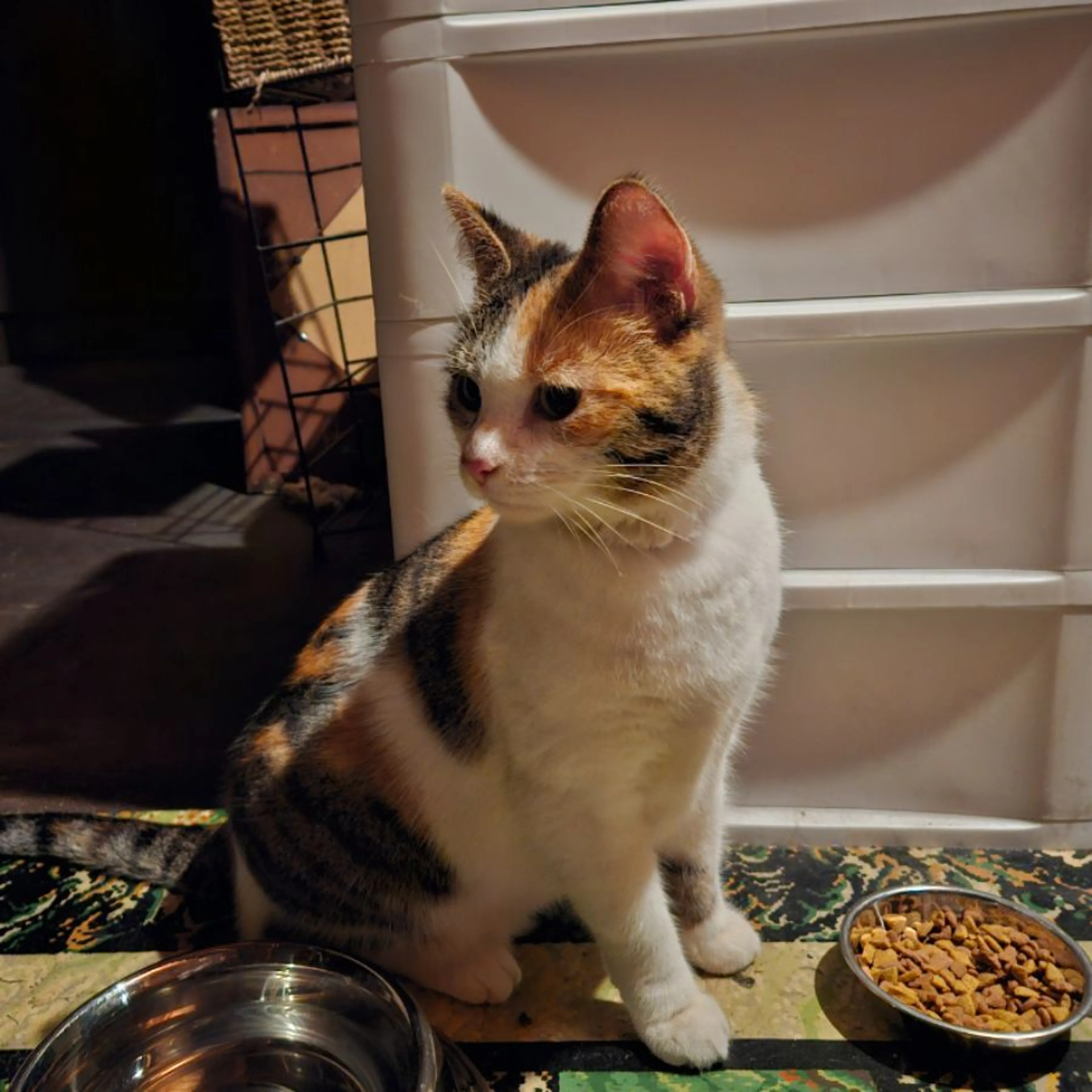 Found pet-0