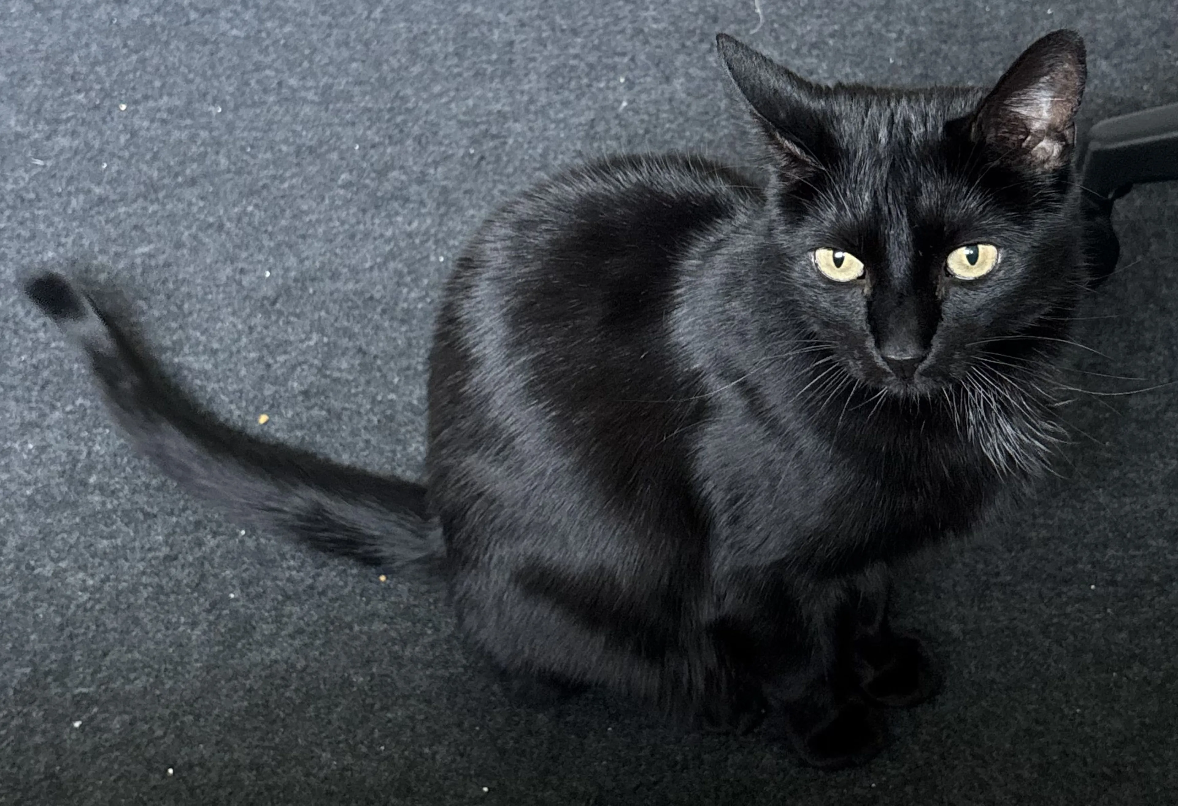 Lost pet