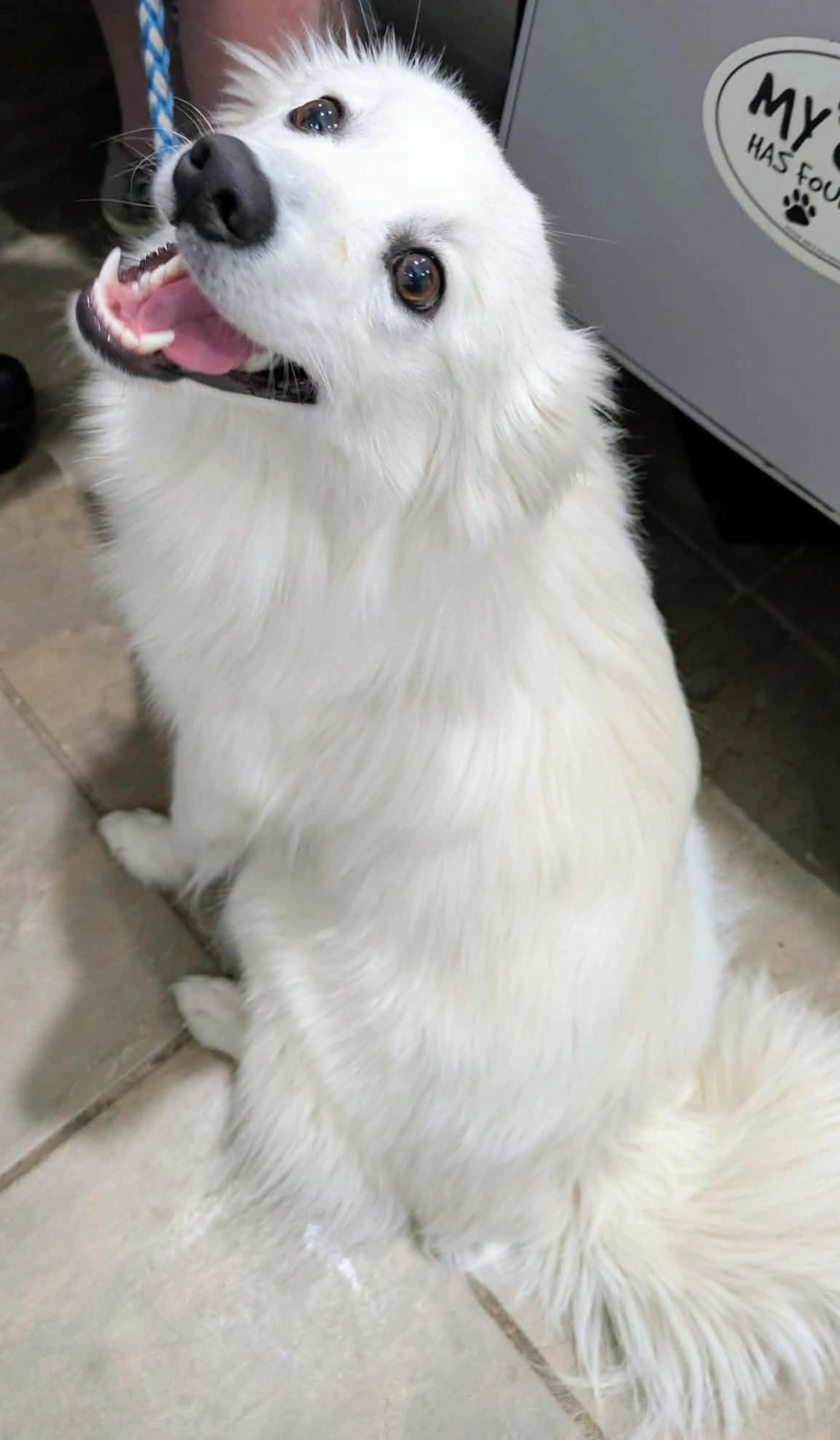 Found pet-0