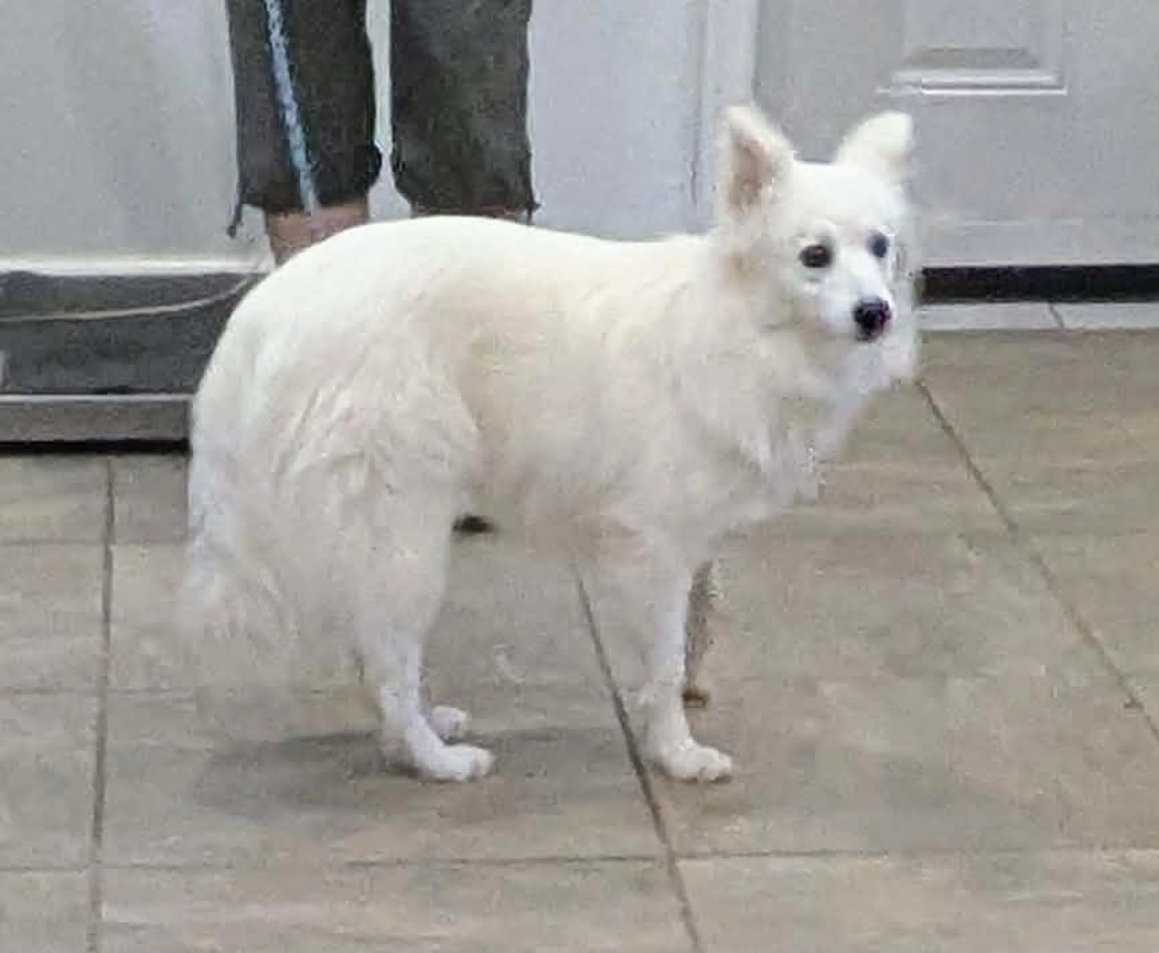Found pet-2