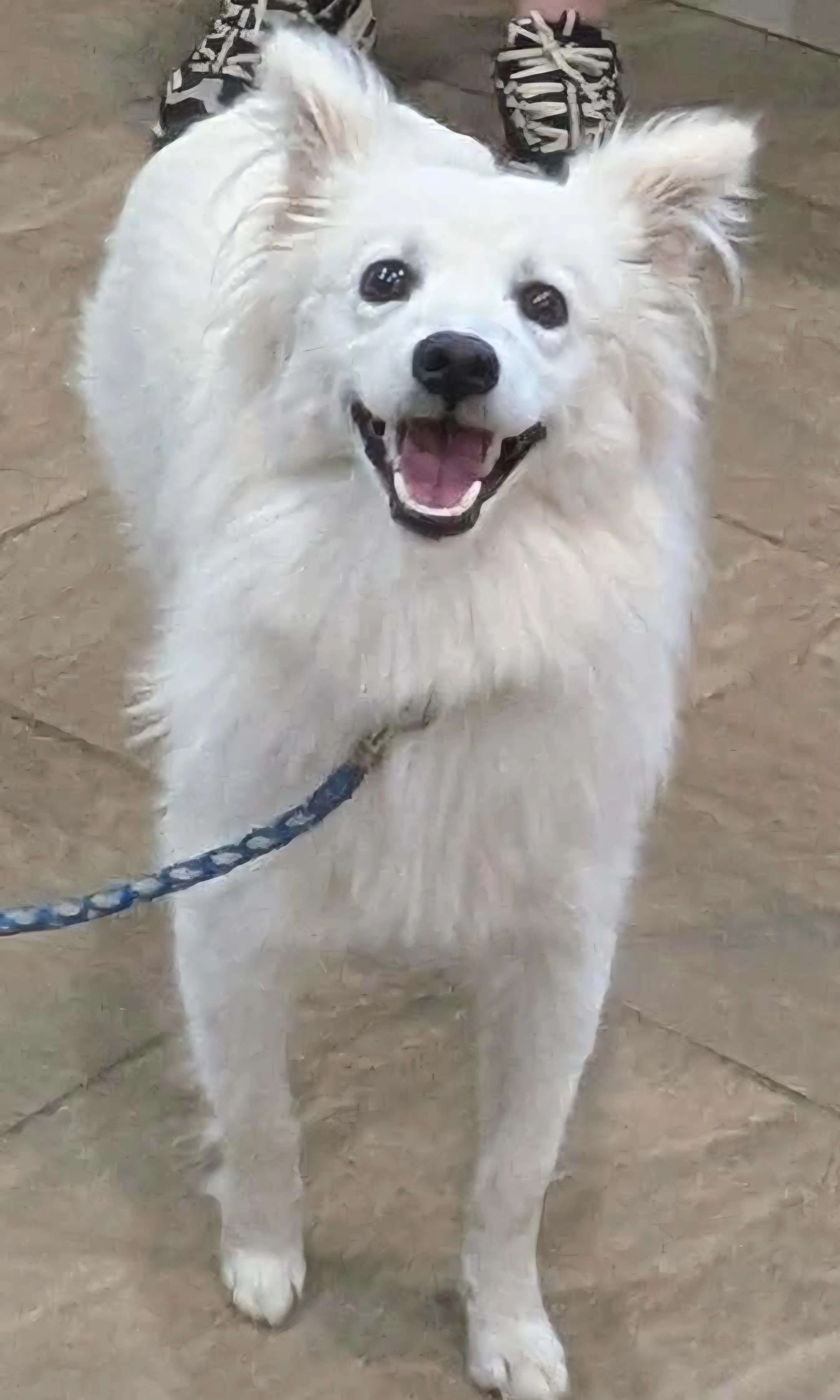 Found pet-3
