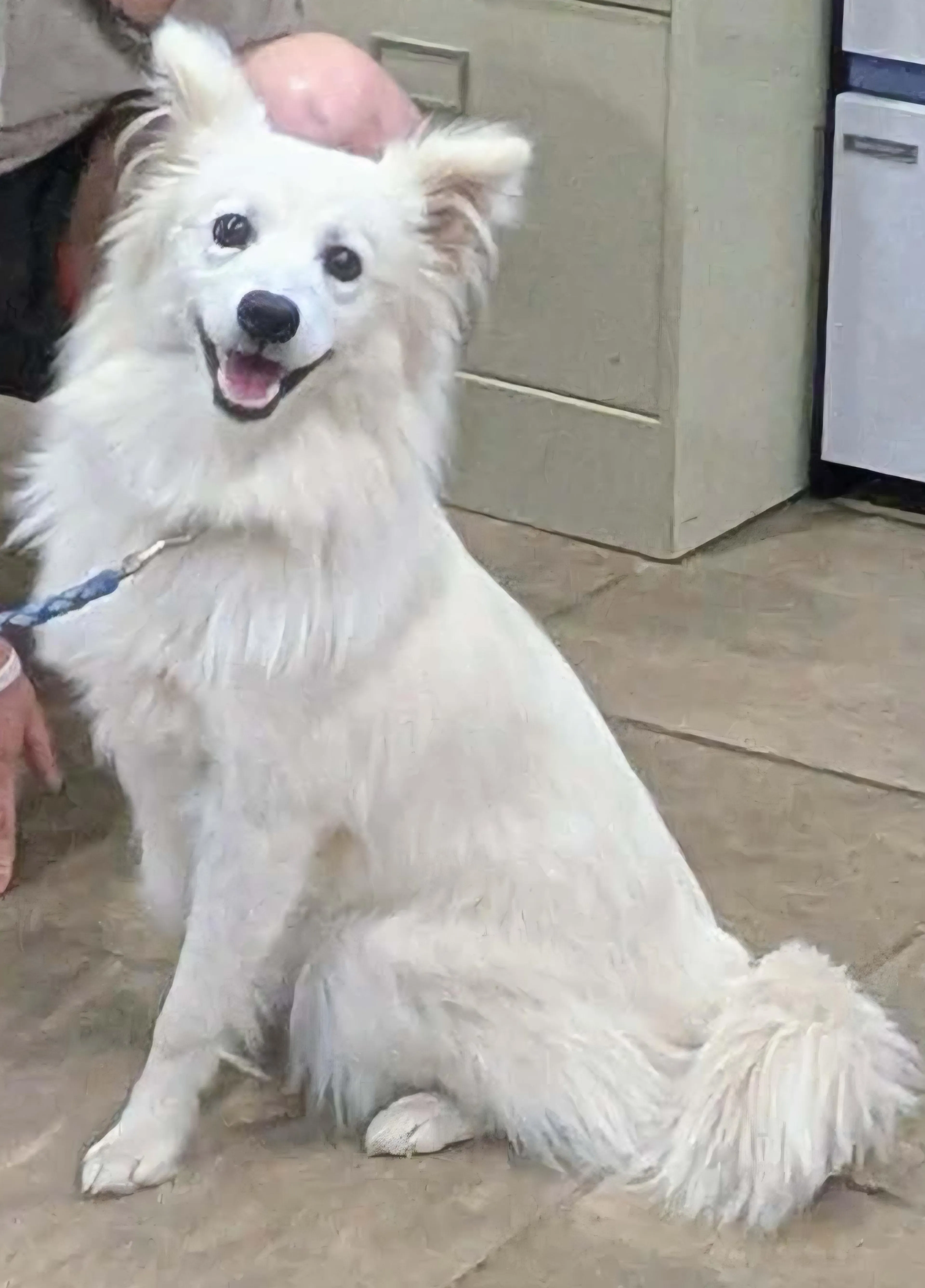 Found pet-1