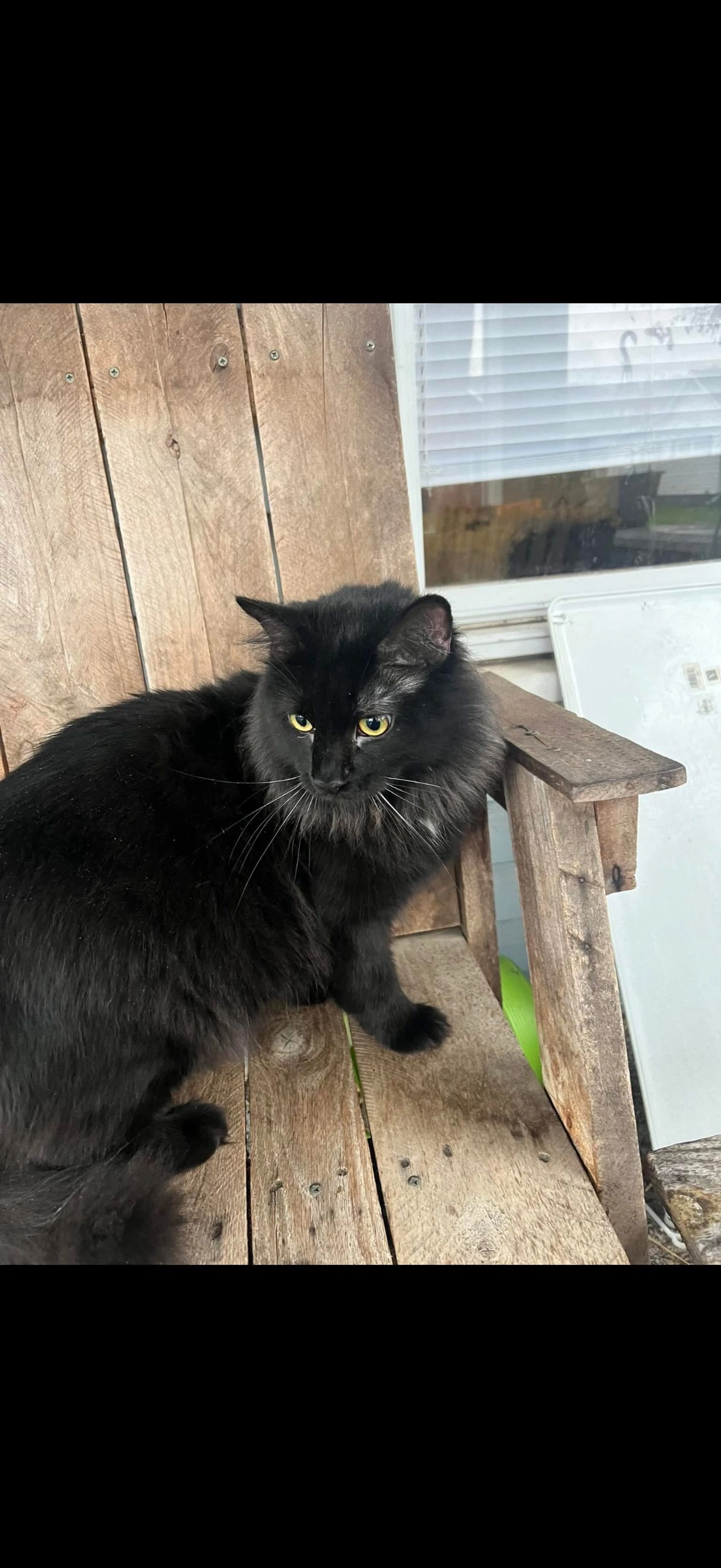 Lost pet