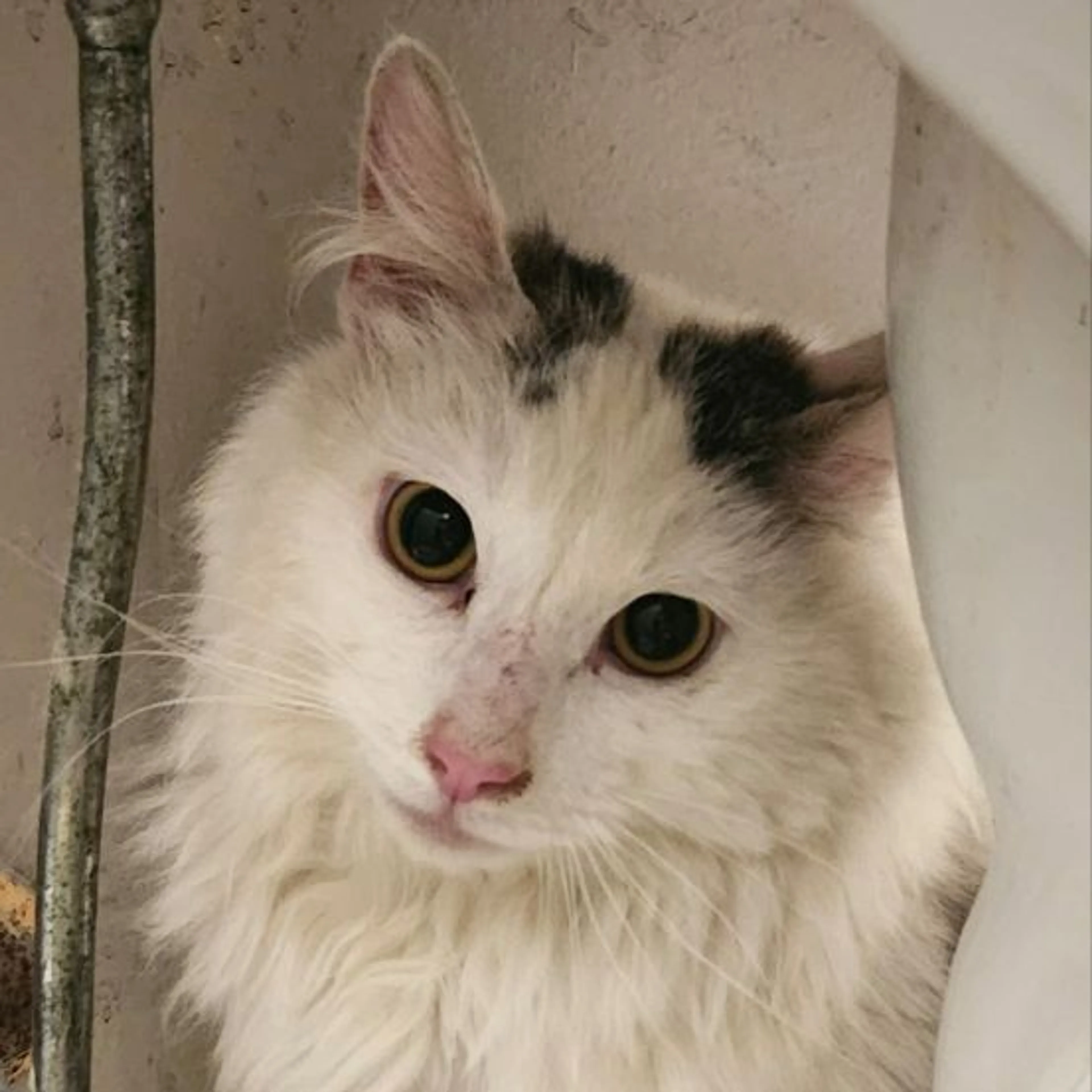 Found pet-0