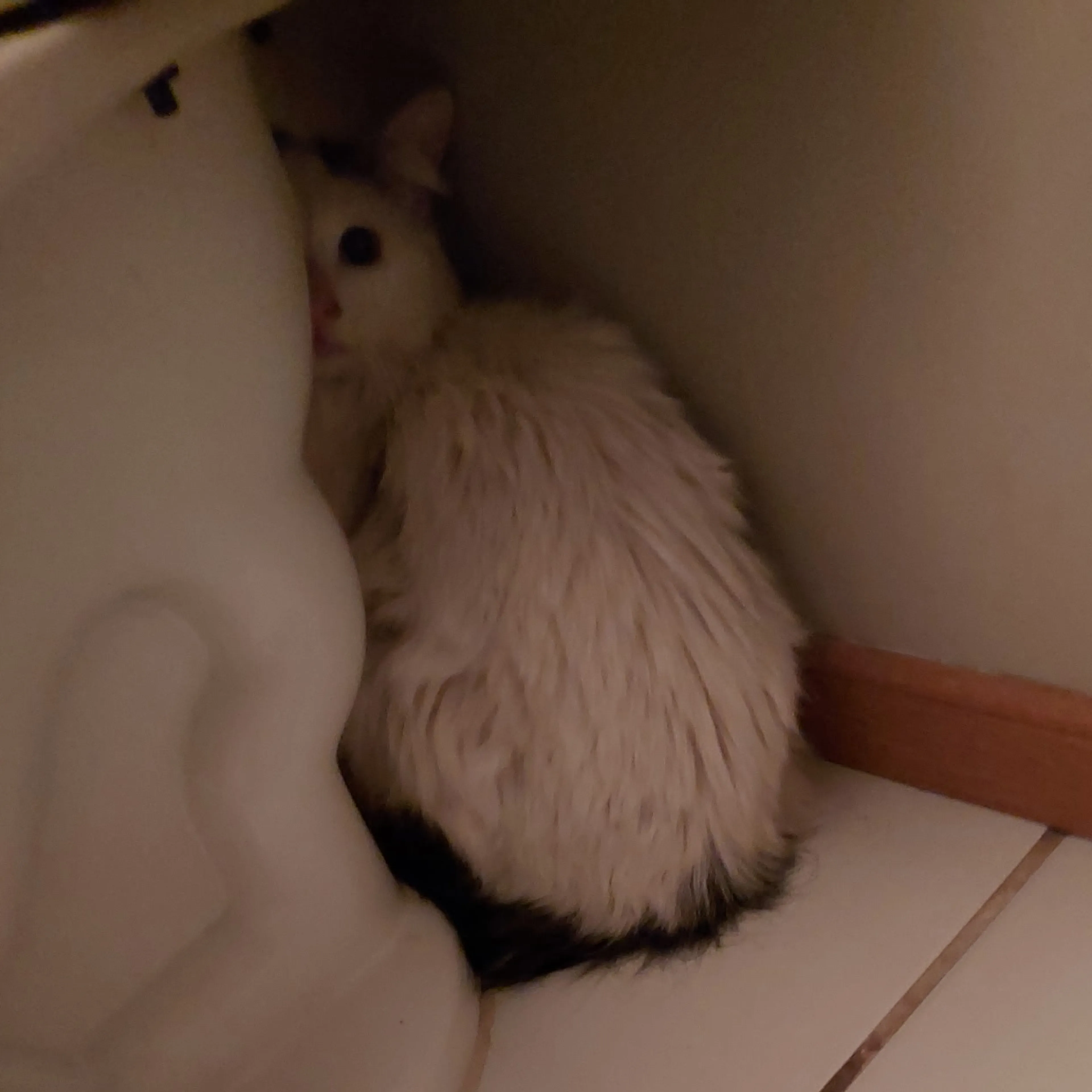 Found pet-1