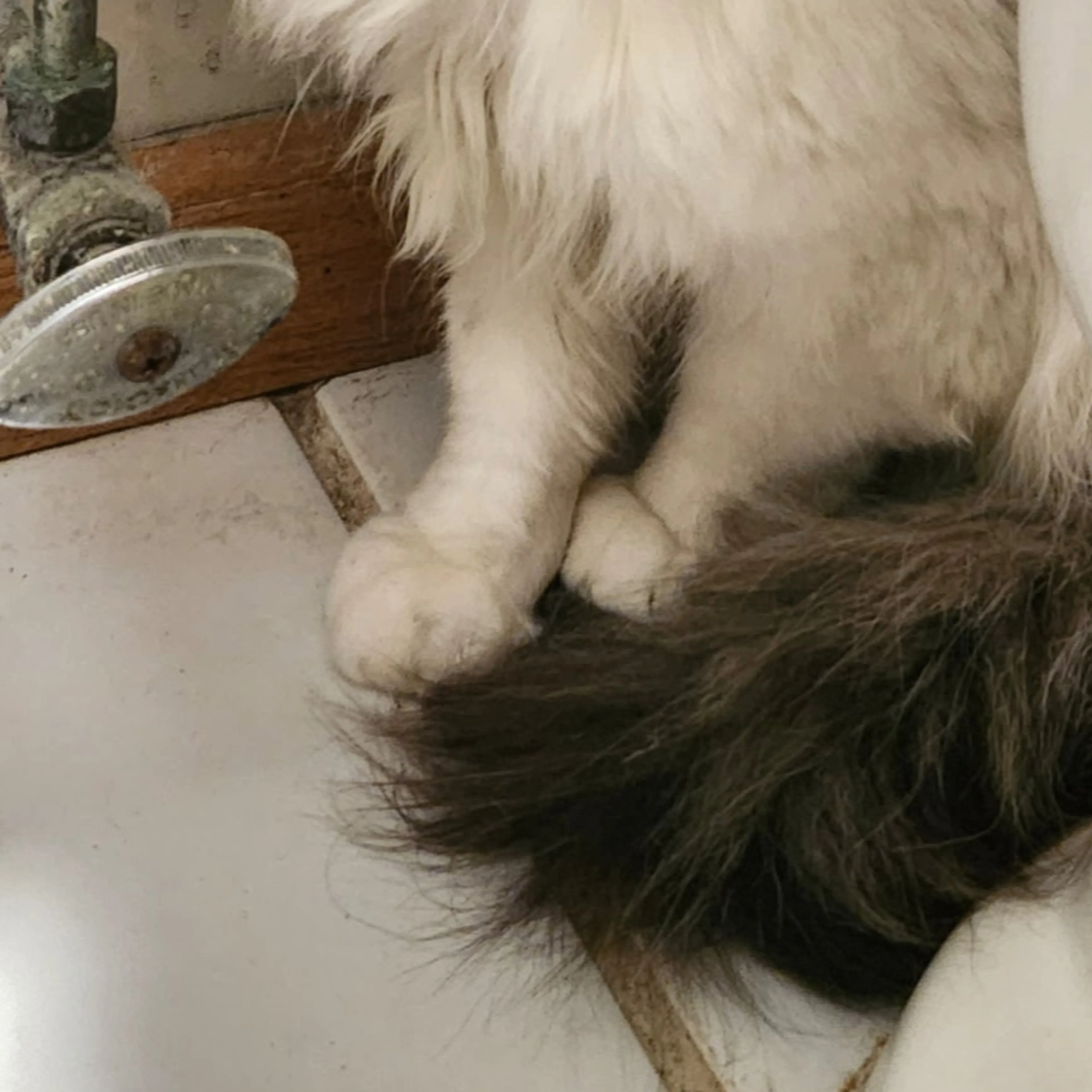 Found pet-2