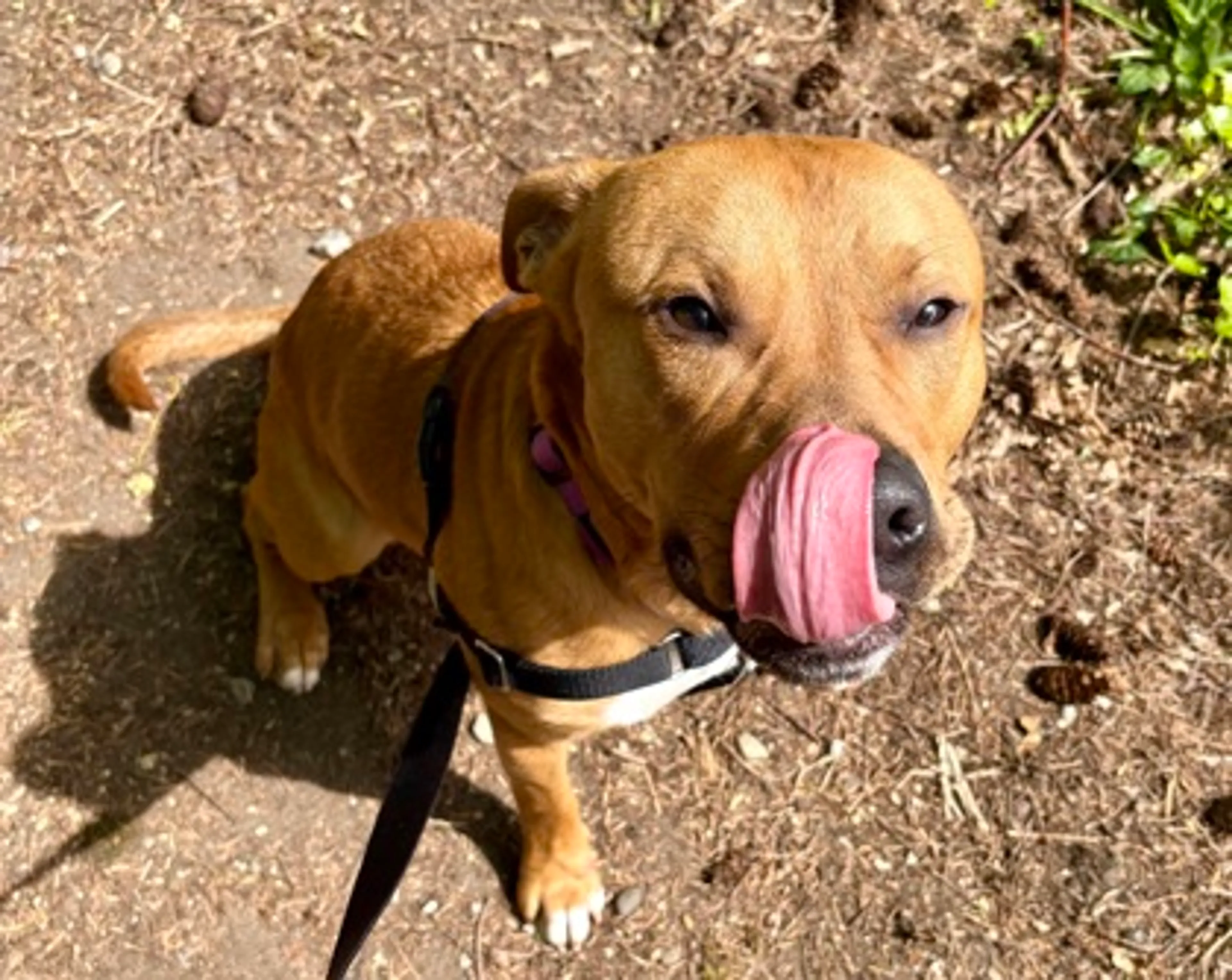 Found pet-2