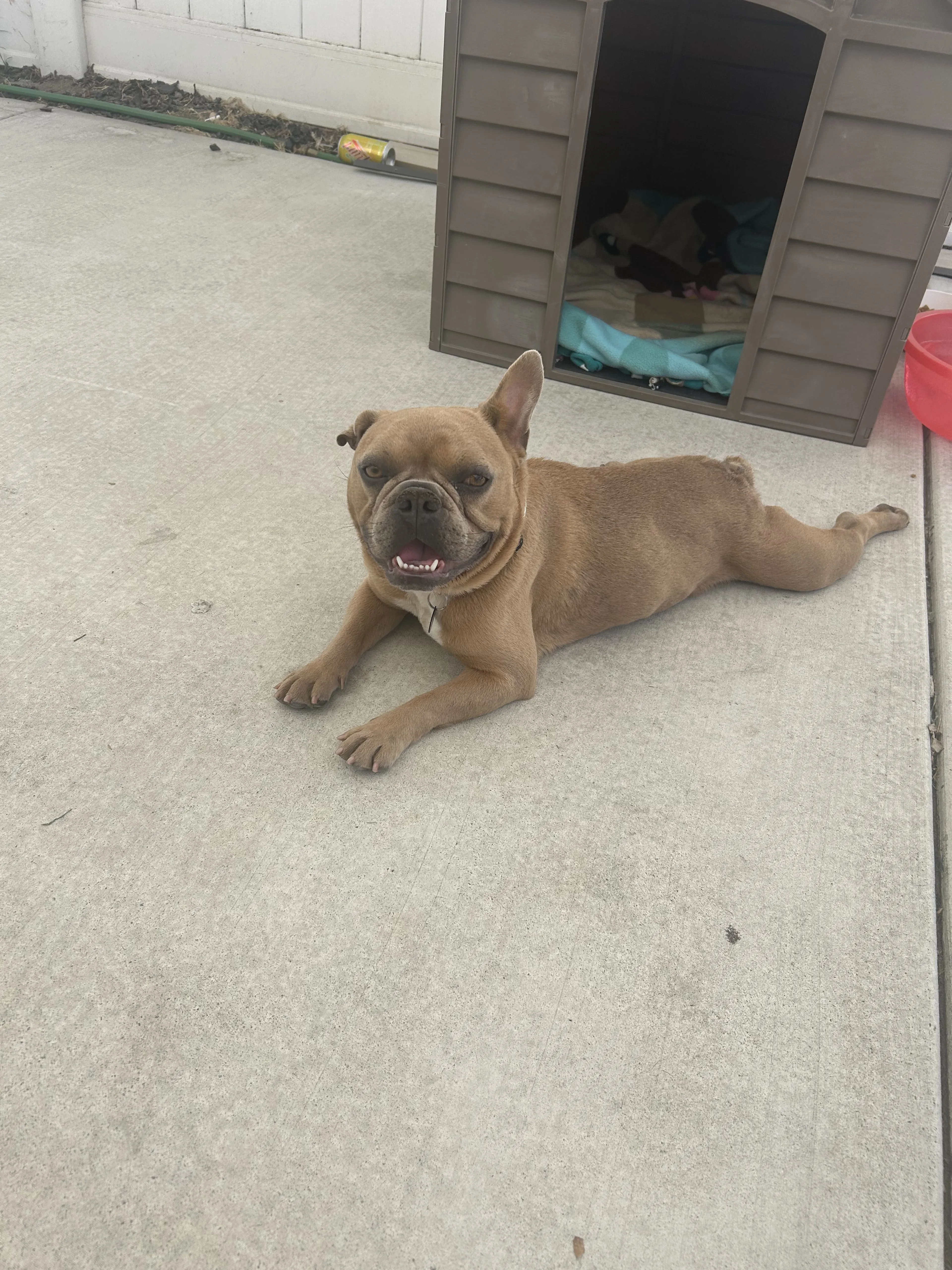 Lost pet-1