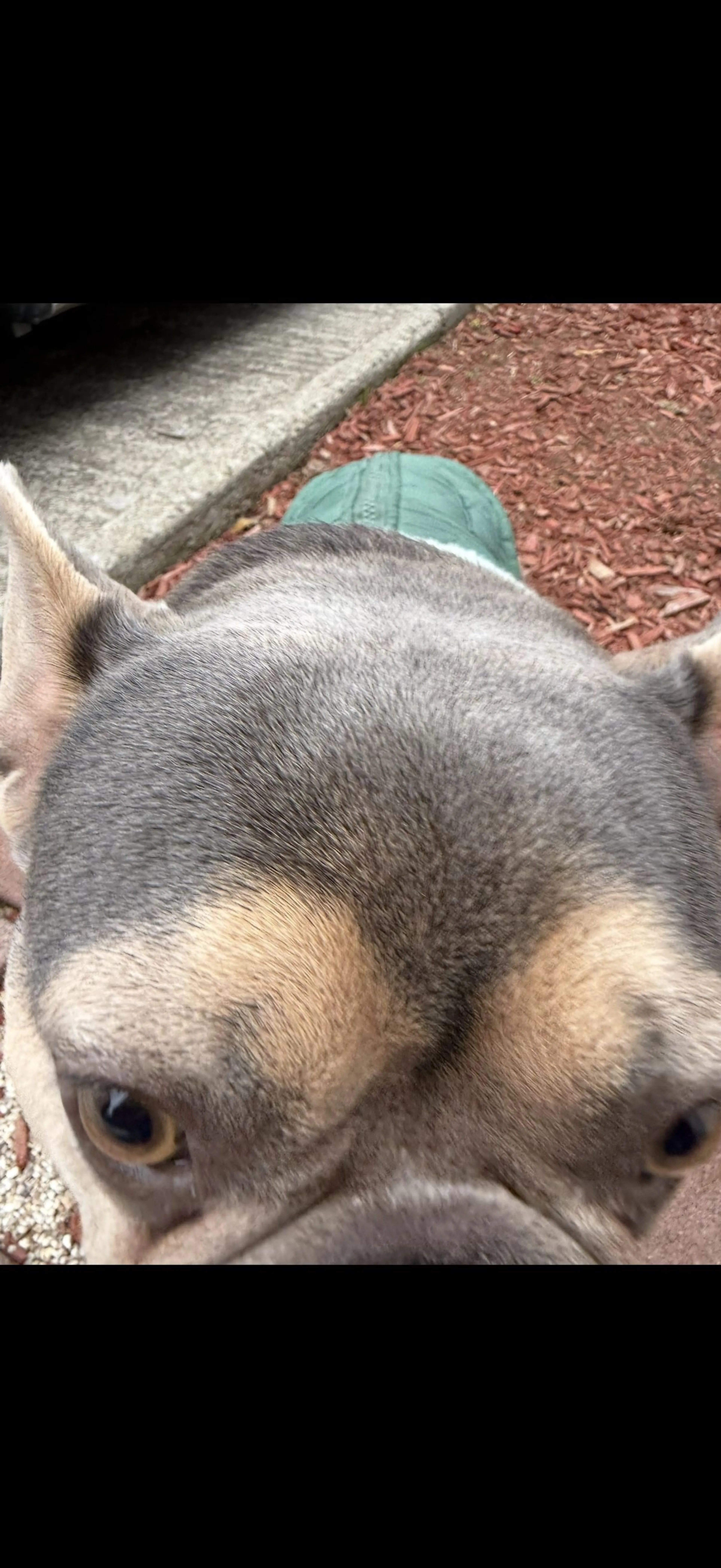 Lost pet-1