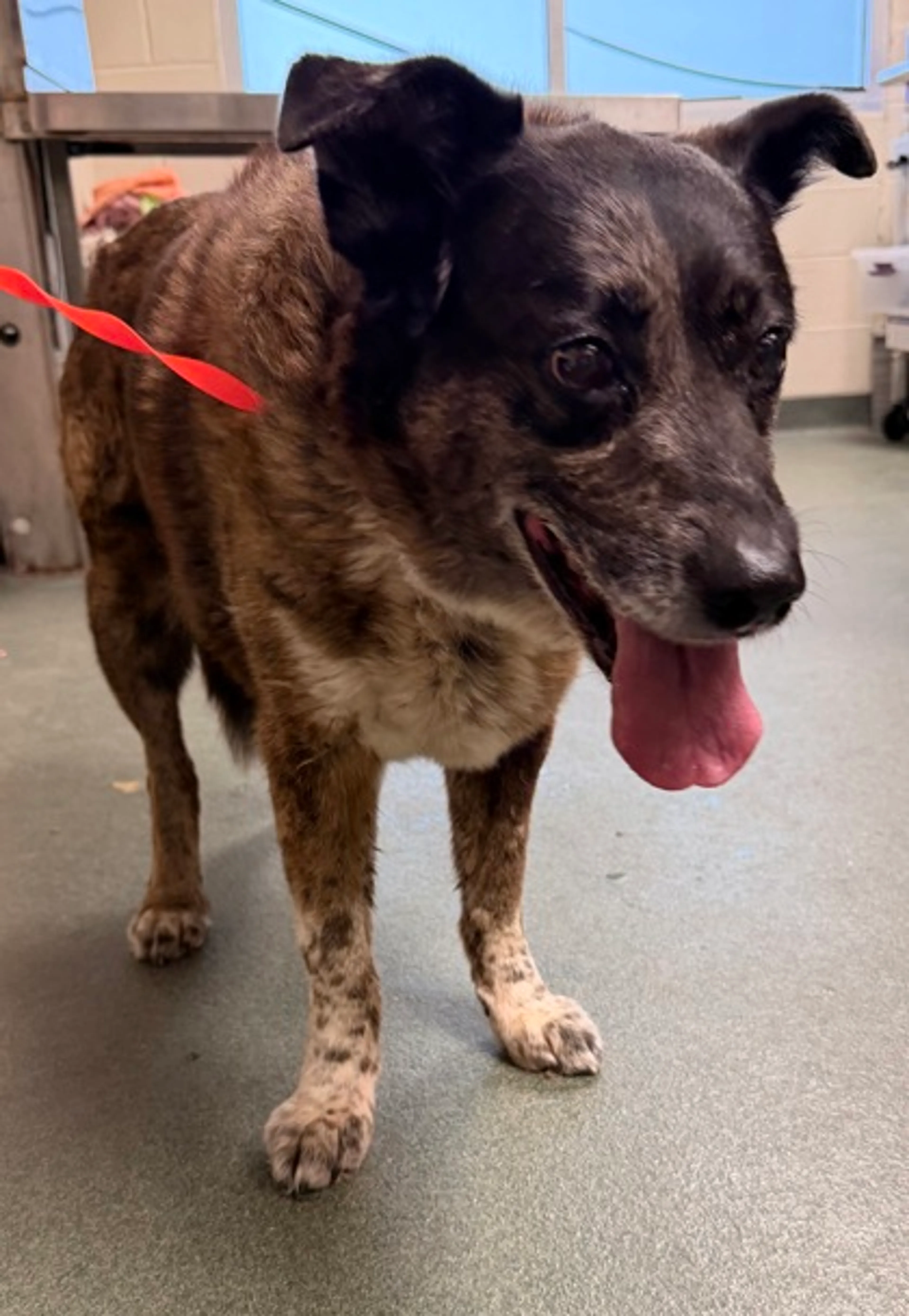 Found pet-1